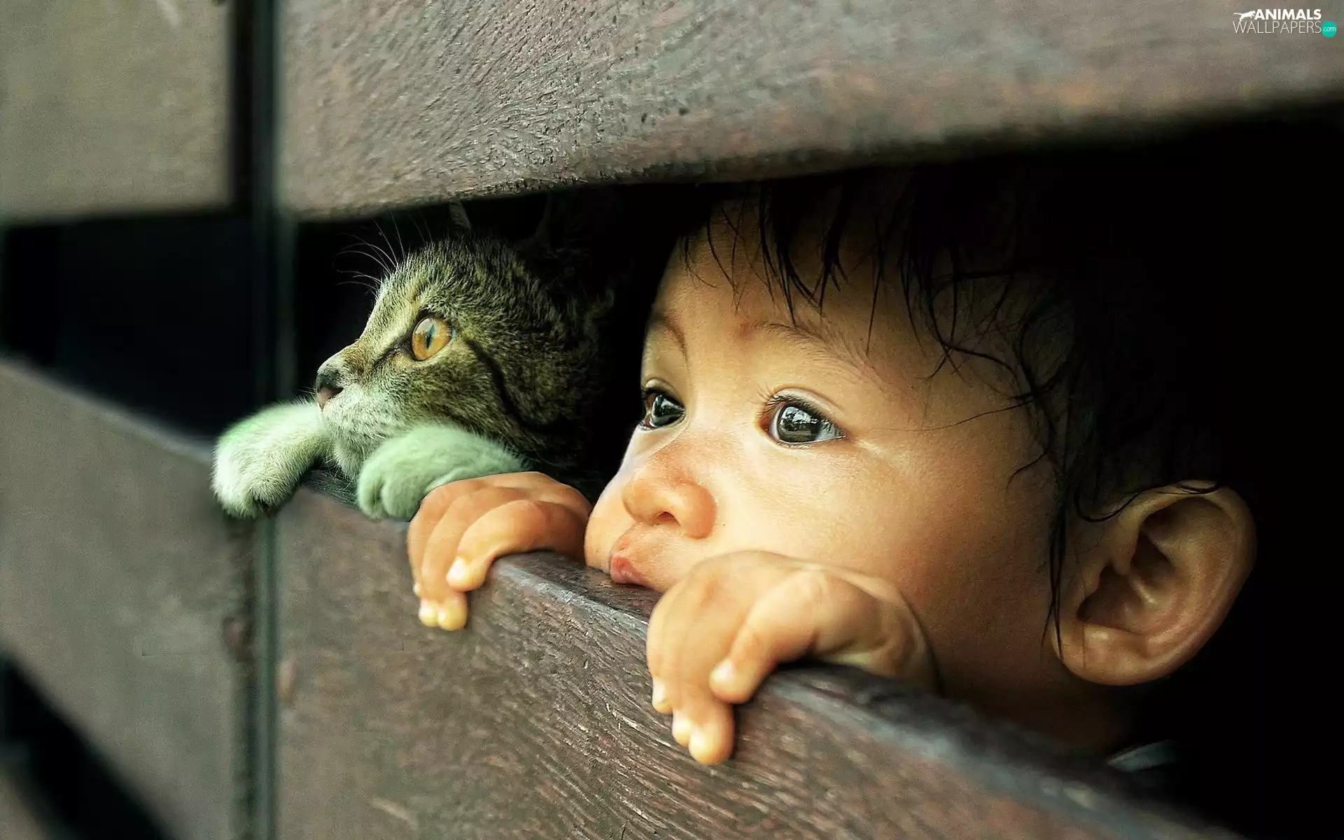 friendship, boy, cat