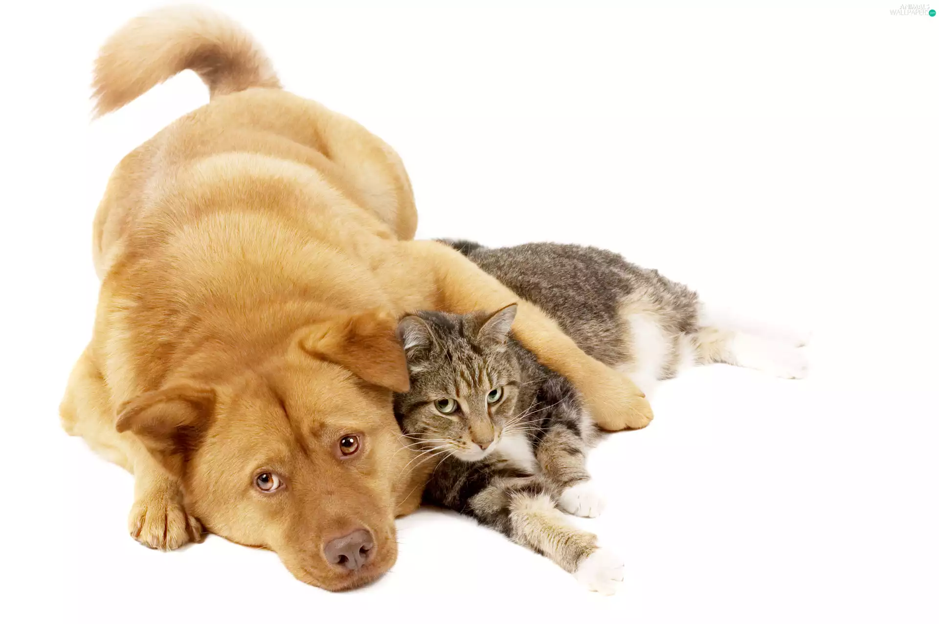 friendship, dog, cat