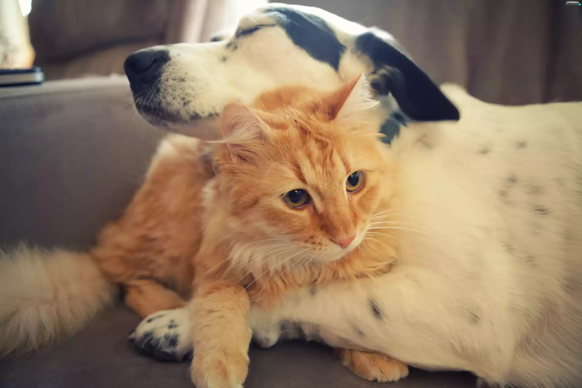 friendship, dog, cat