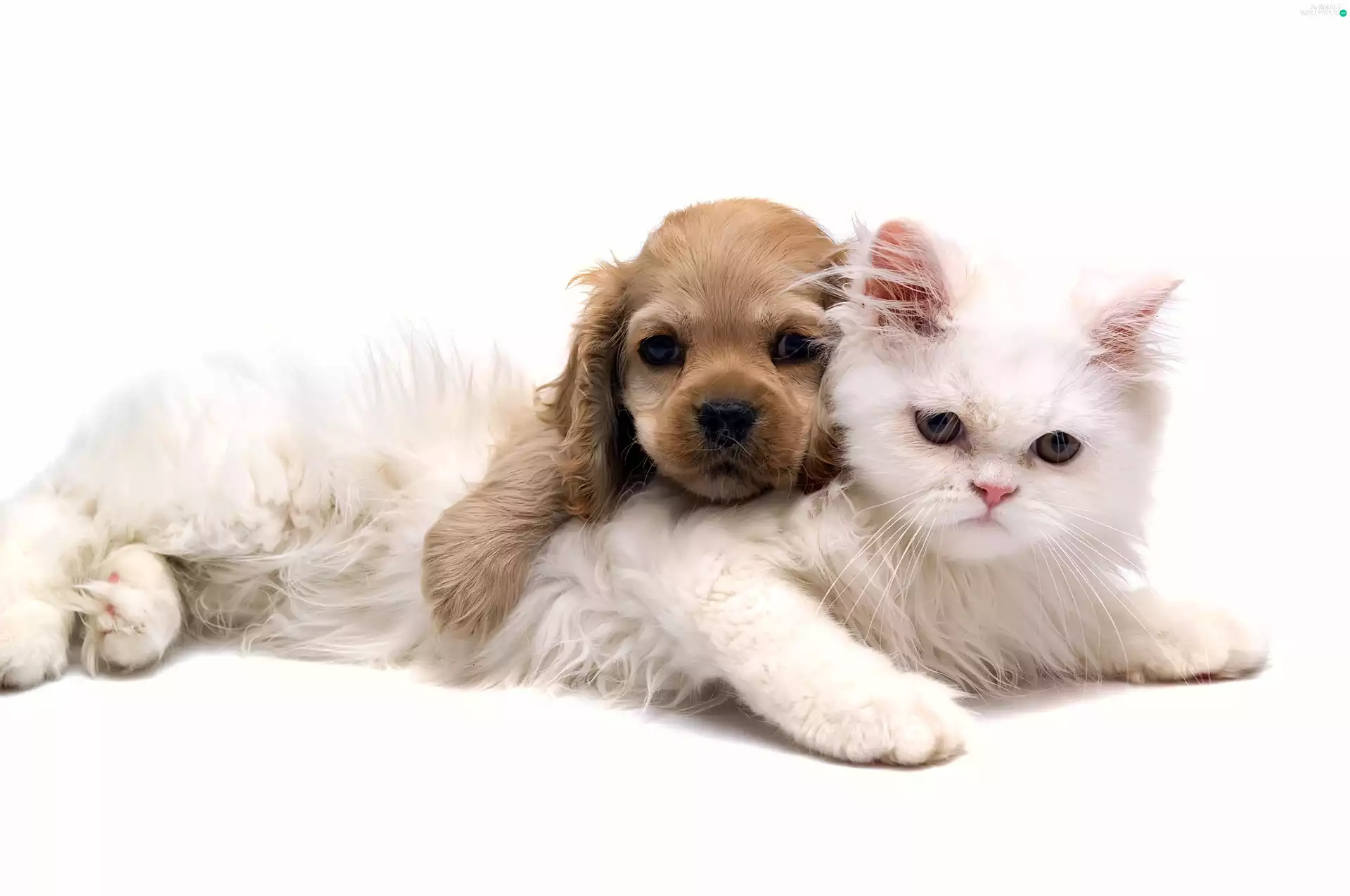 friendship, cat, dog