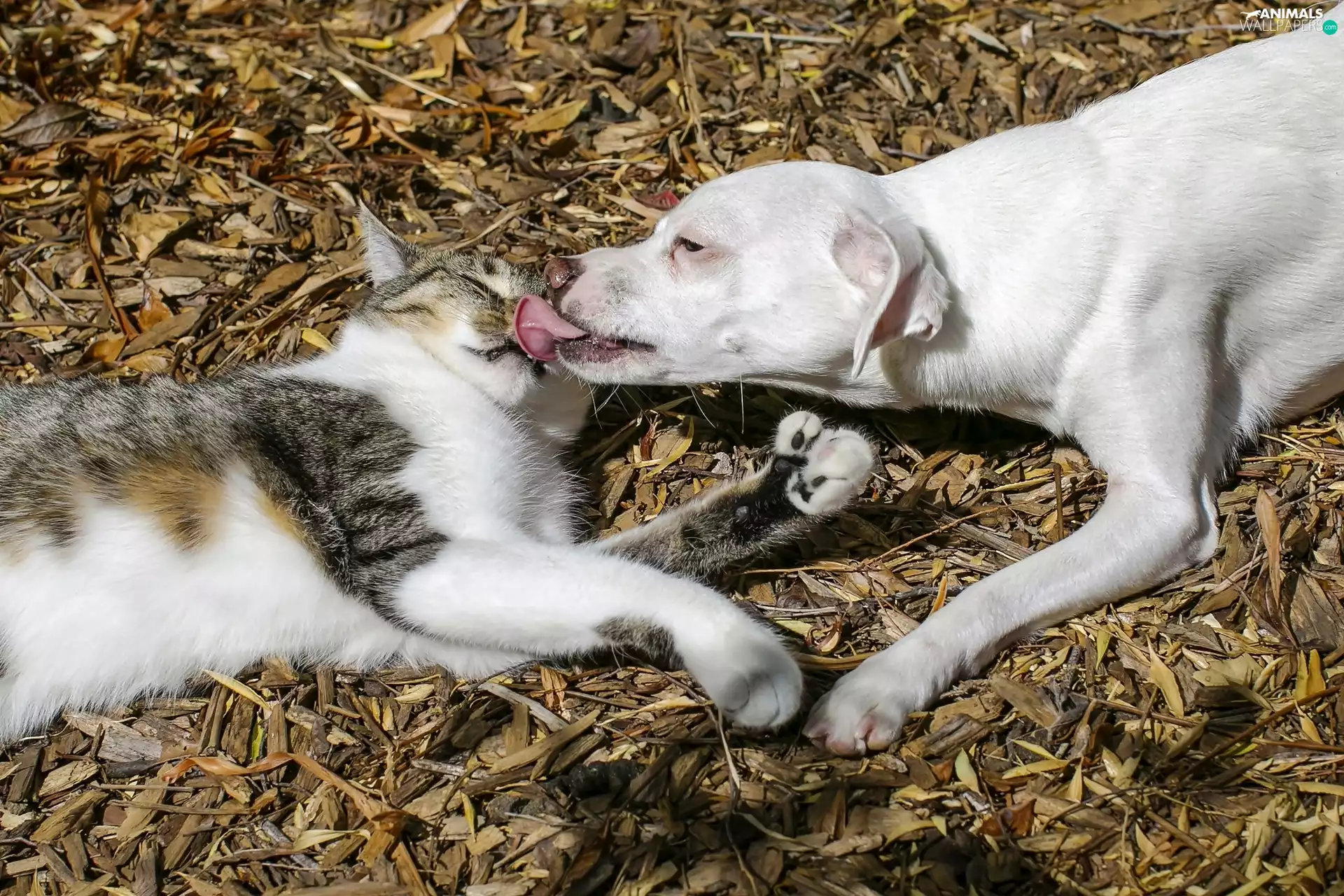 friendship, kitten, dog