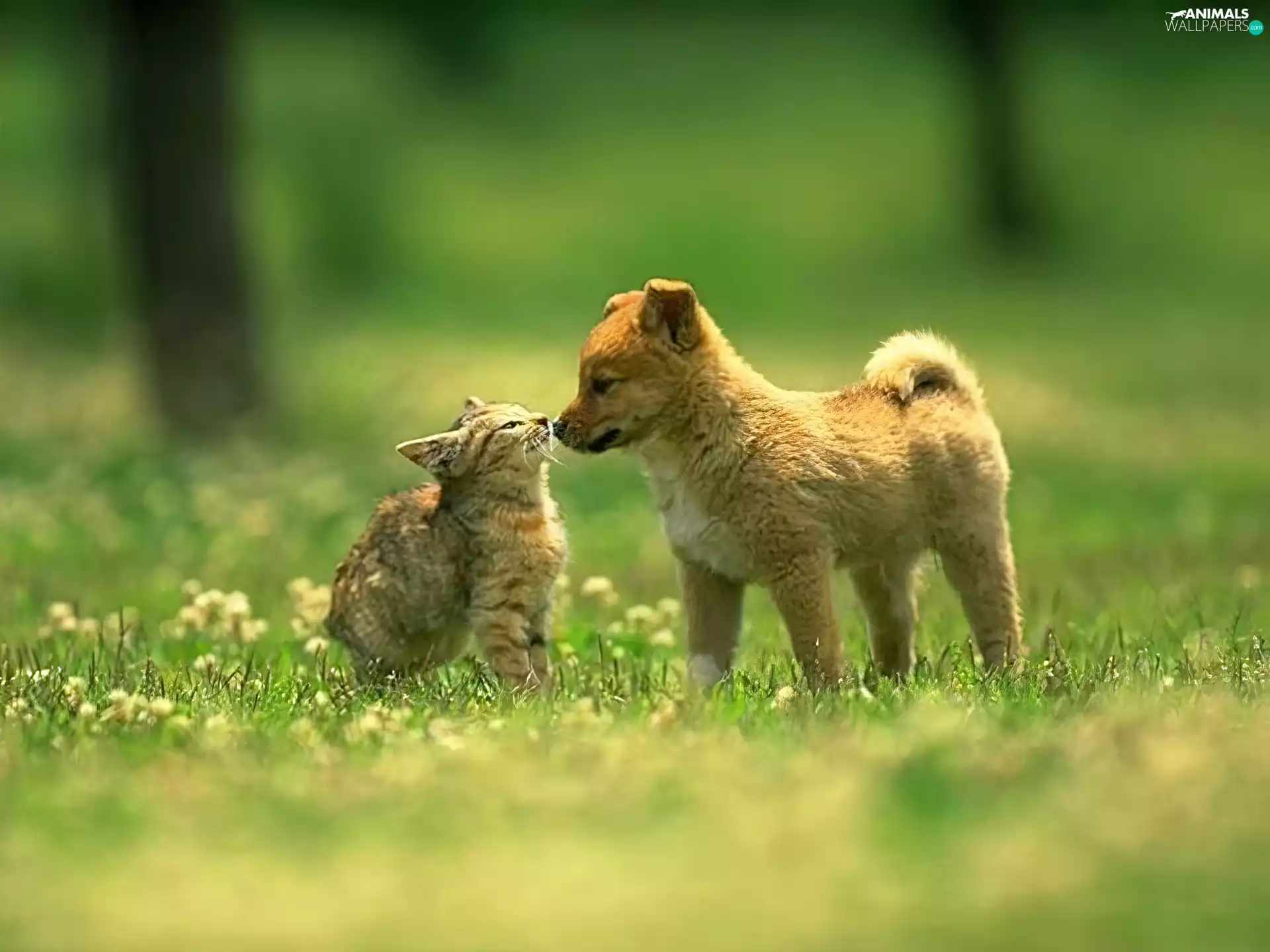 friendship, kitten, doggy