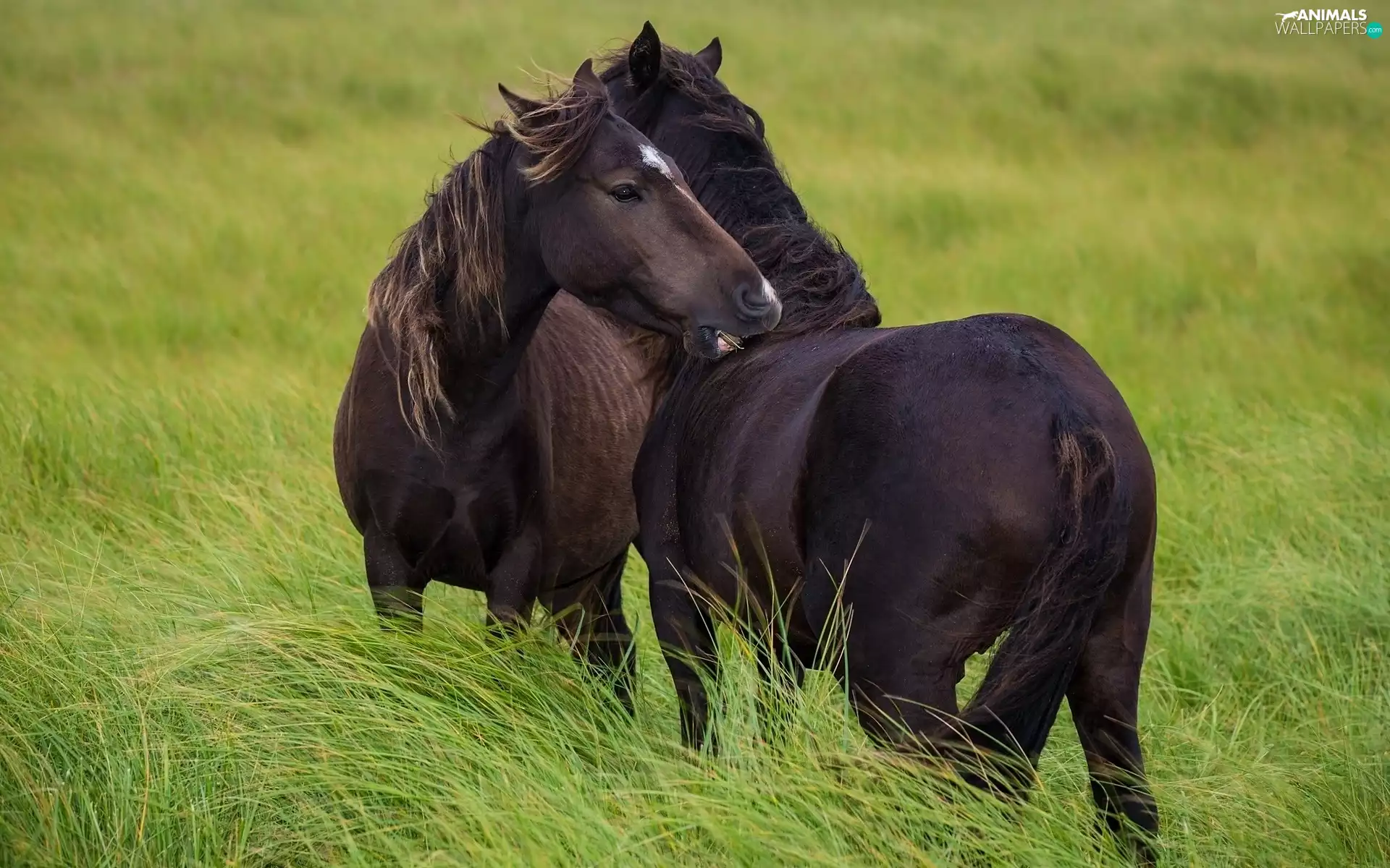 friendship, bloodstock, Meadow