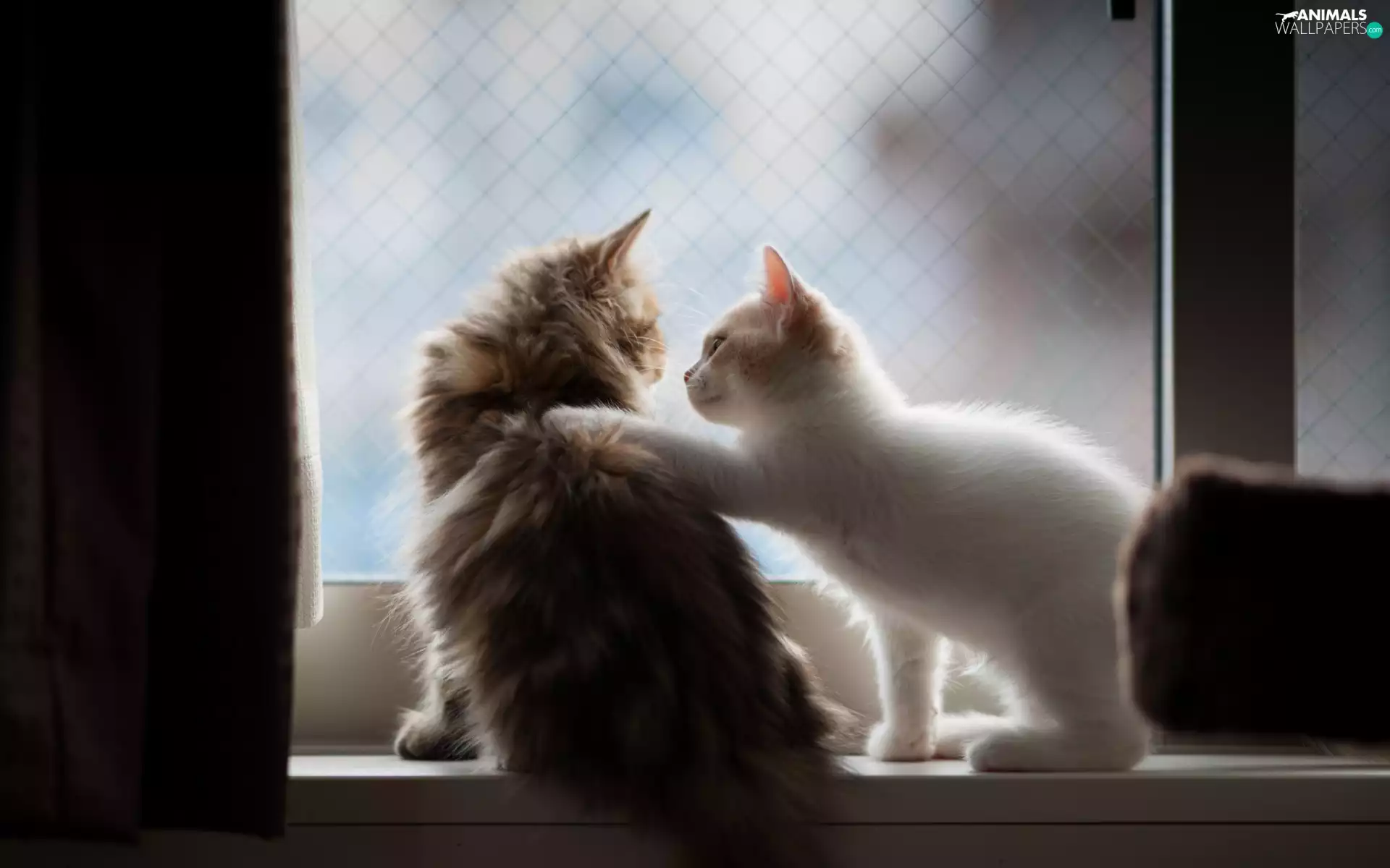 friendship, cats, Window