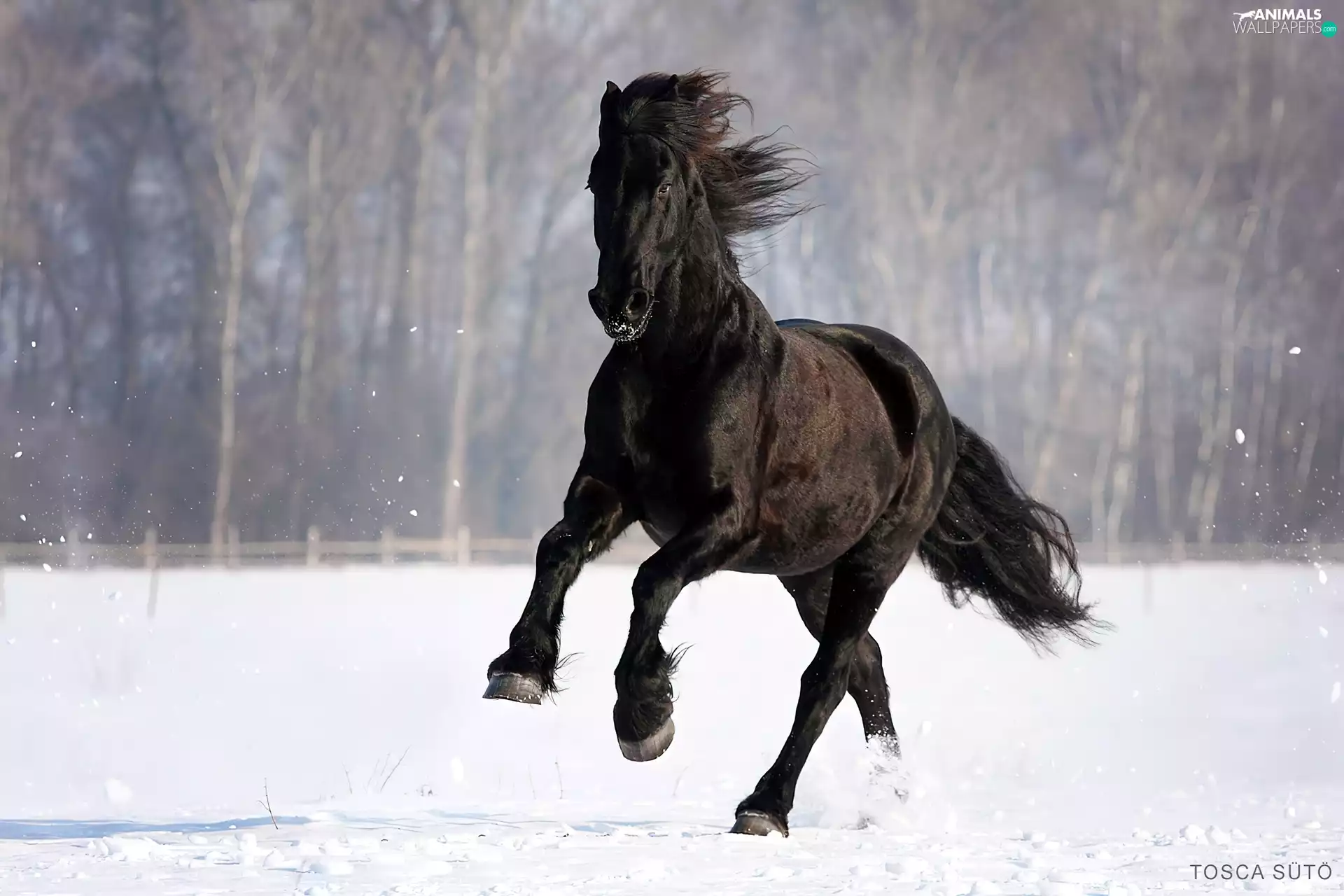 Friesian Horse