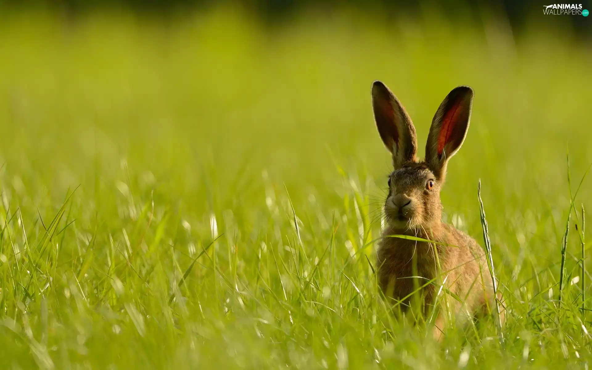 frightened, Wild Rabbit