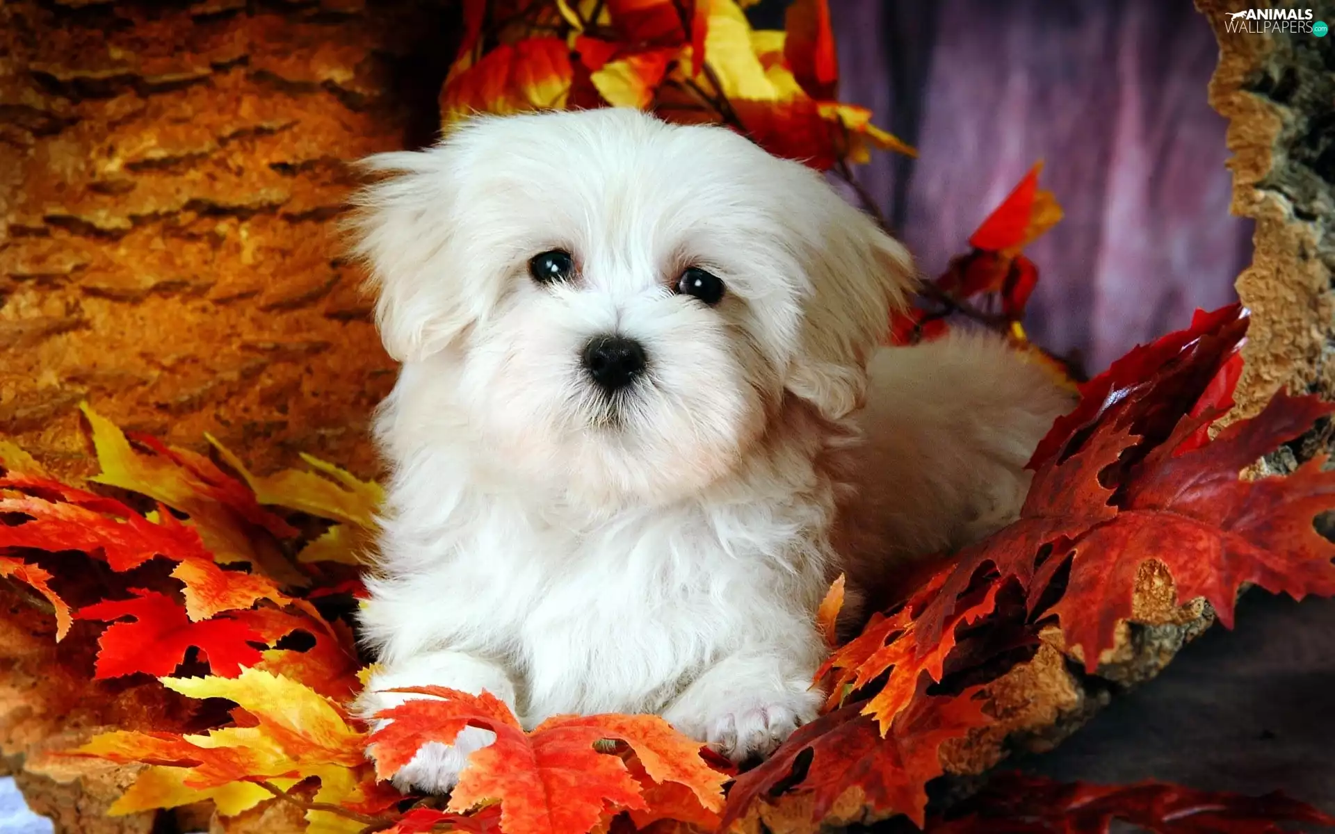 Leaf, doggy, Bichon frise