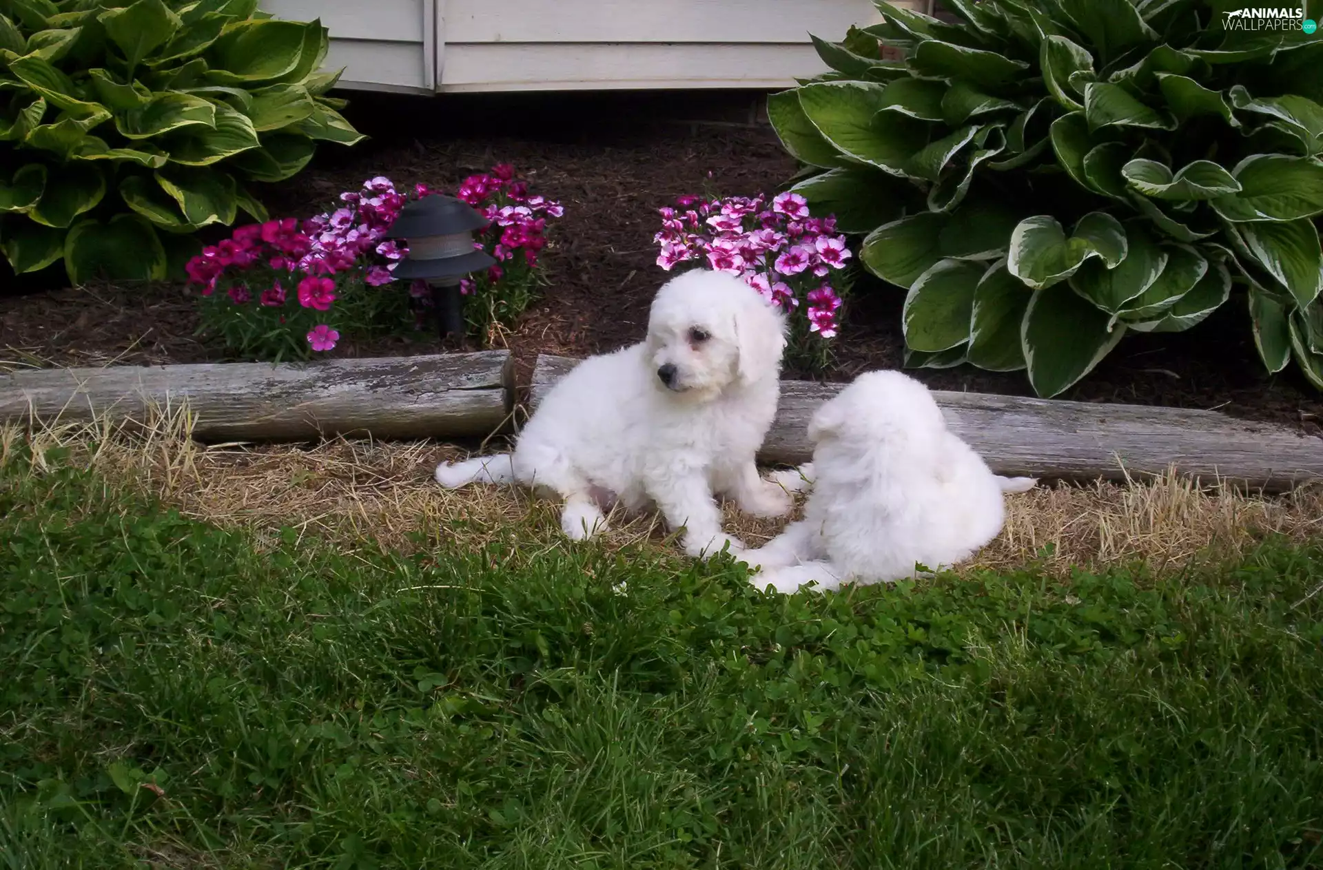 Two cars, Bichon frise, Garden, White