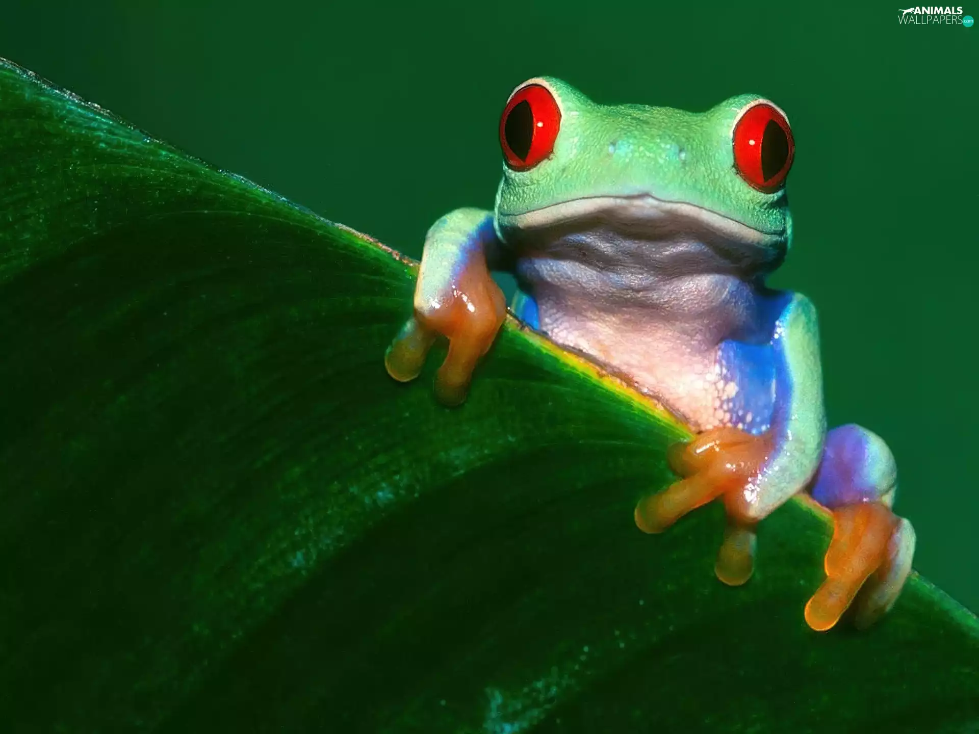 frog, small, Coloured