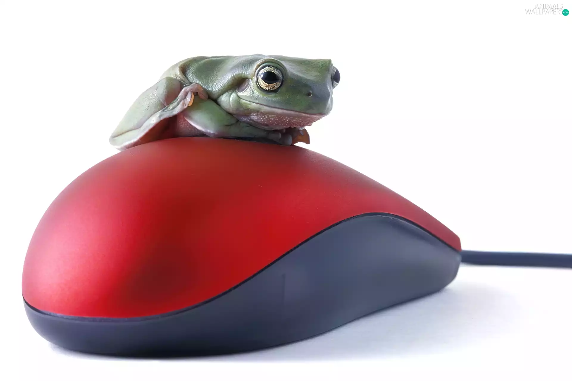 frog, mouse, Computer