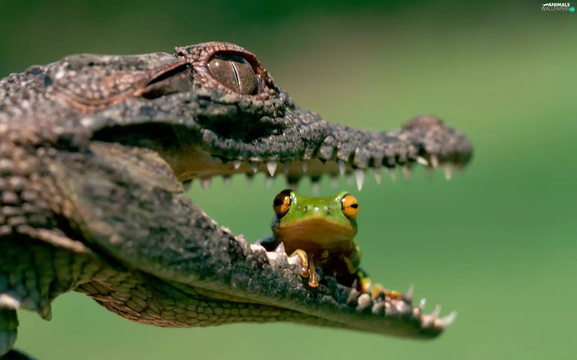 frog, mouth, Crocodile