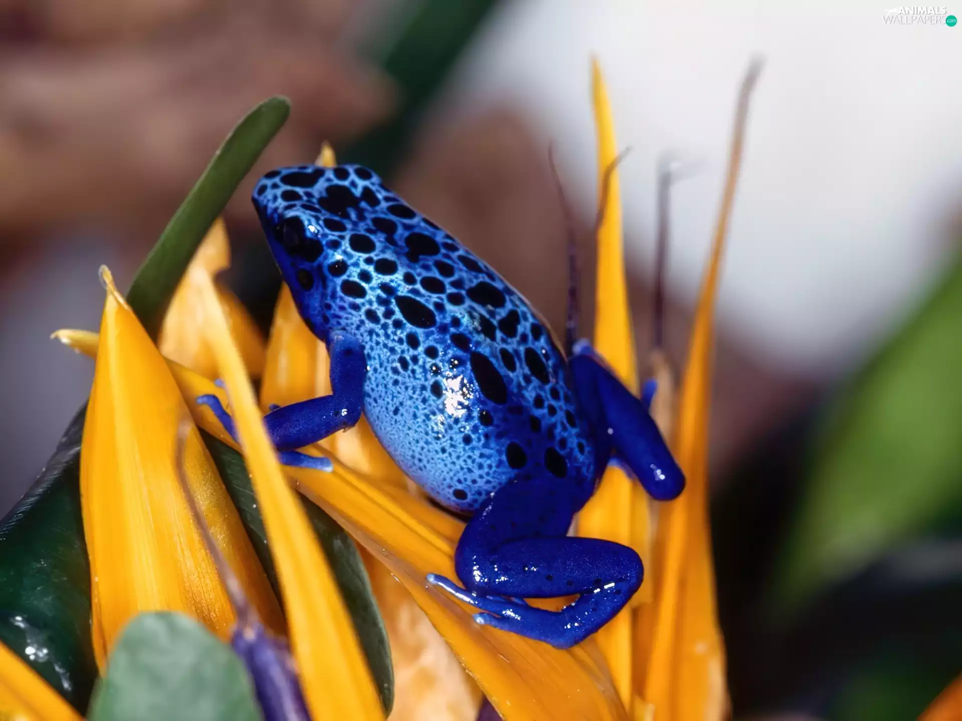 Dendrobates, Blue, strange frog