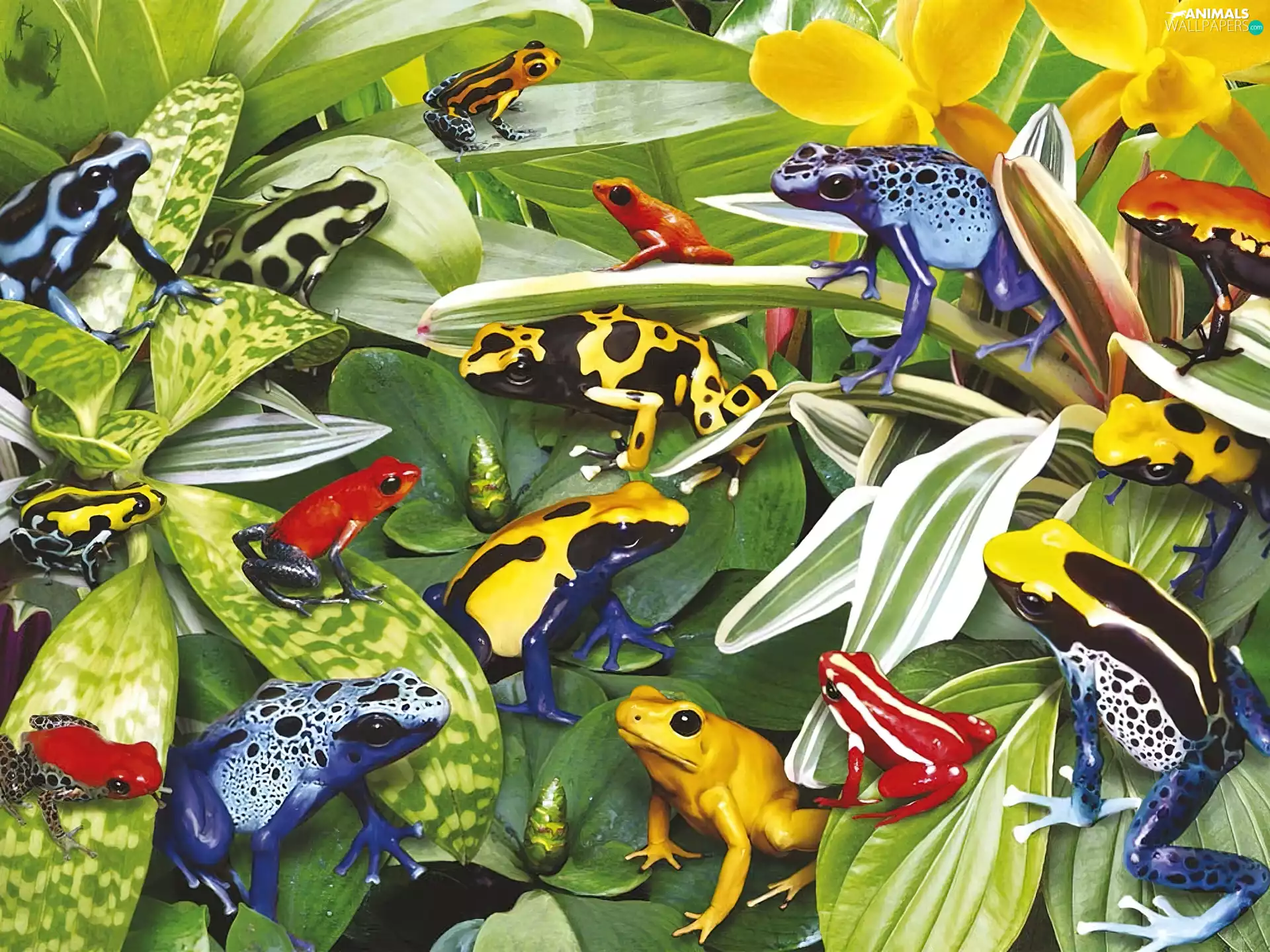 frog, color, flock