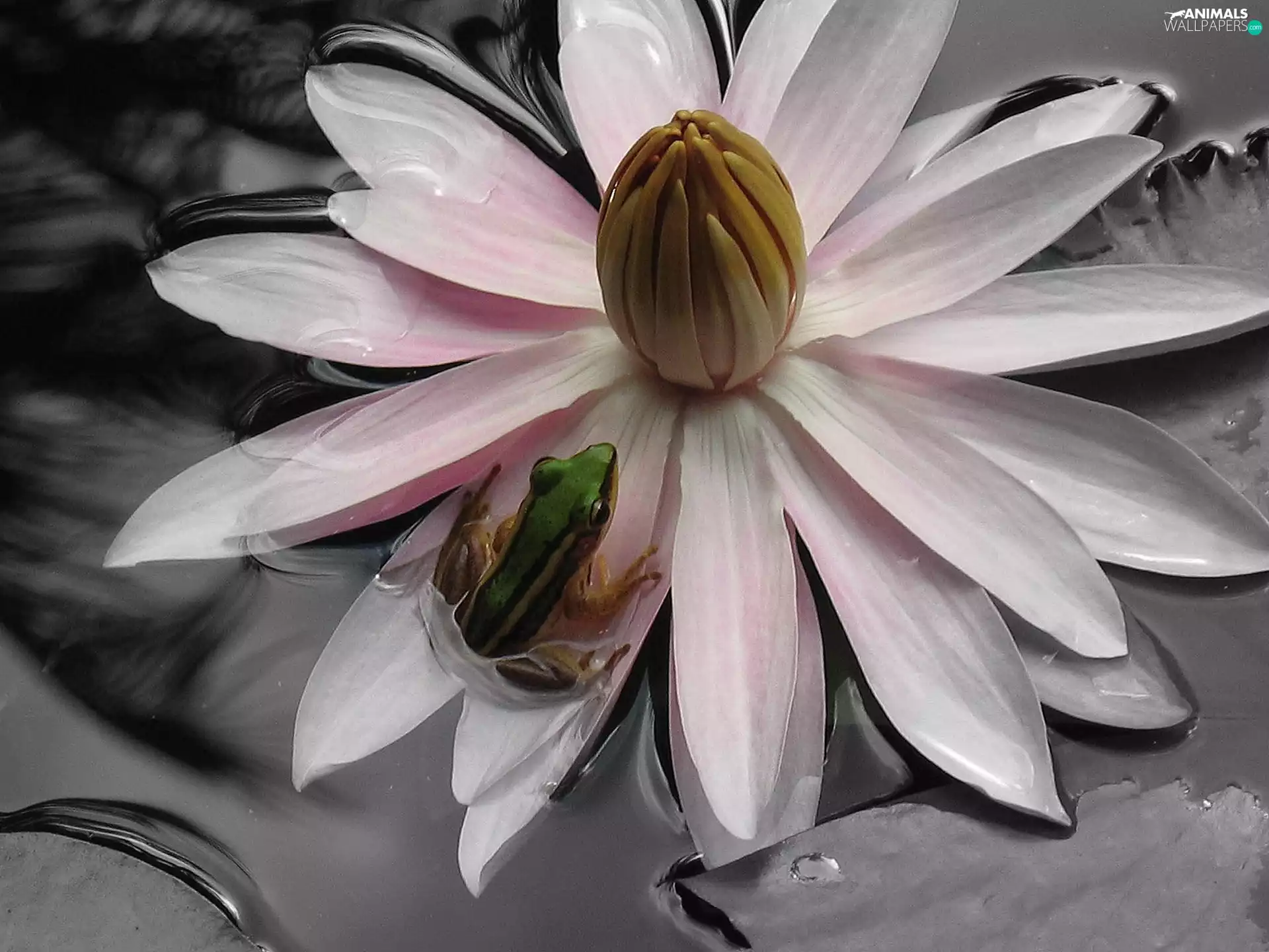 frog, Flower