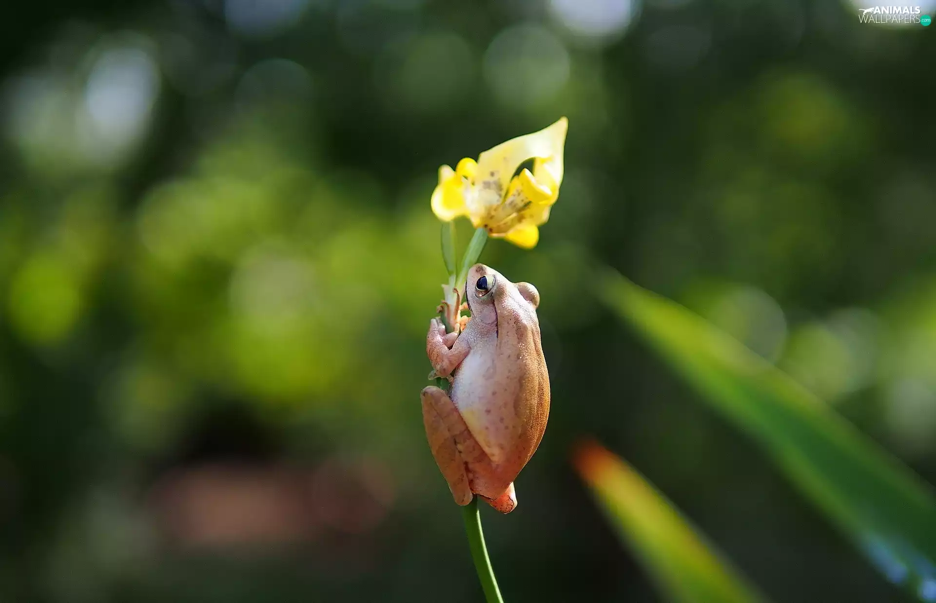 frog, Flower