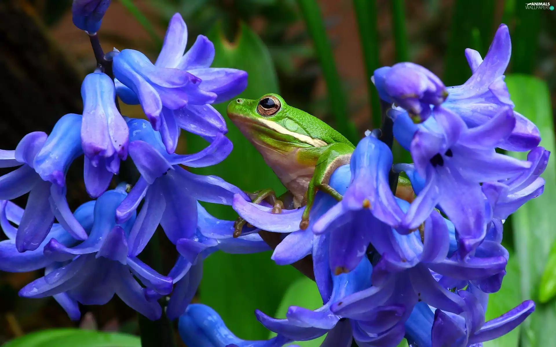 frog, Flowers