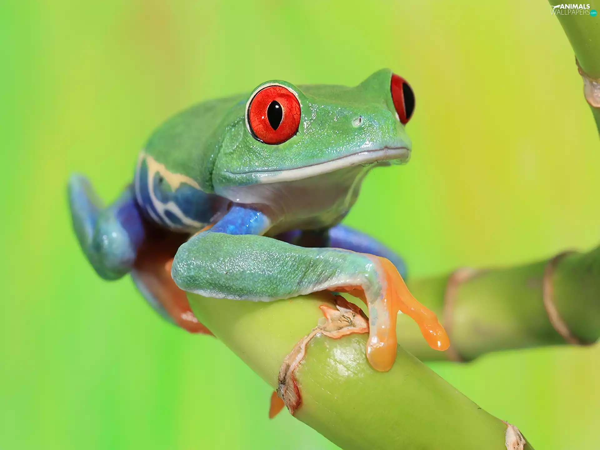 Green, frog, frog, red-eyes