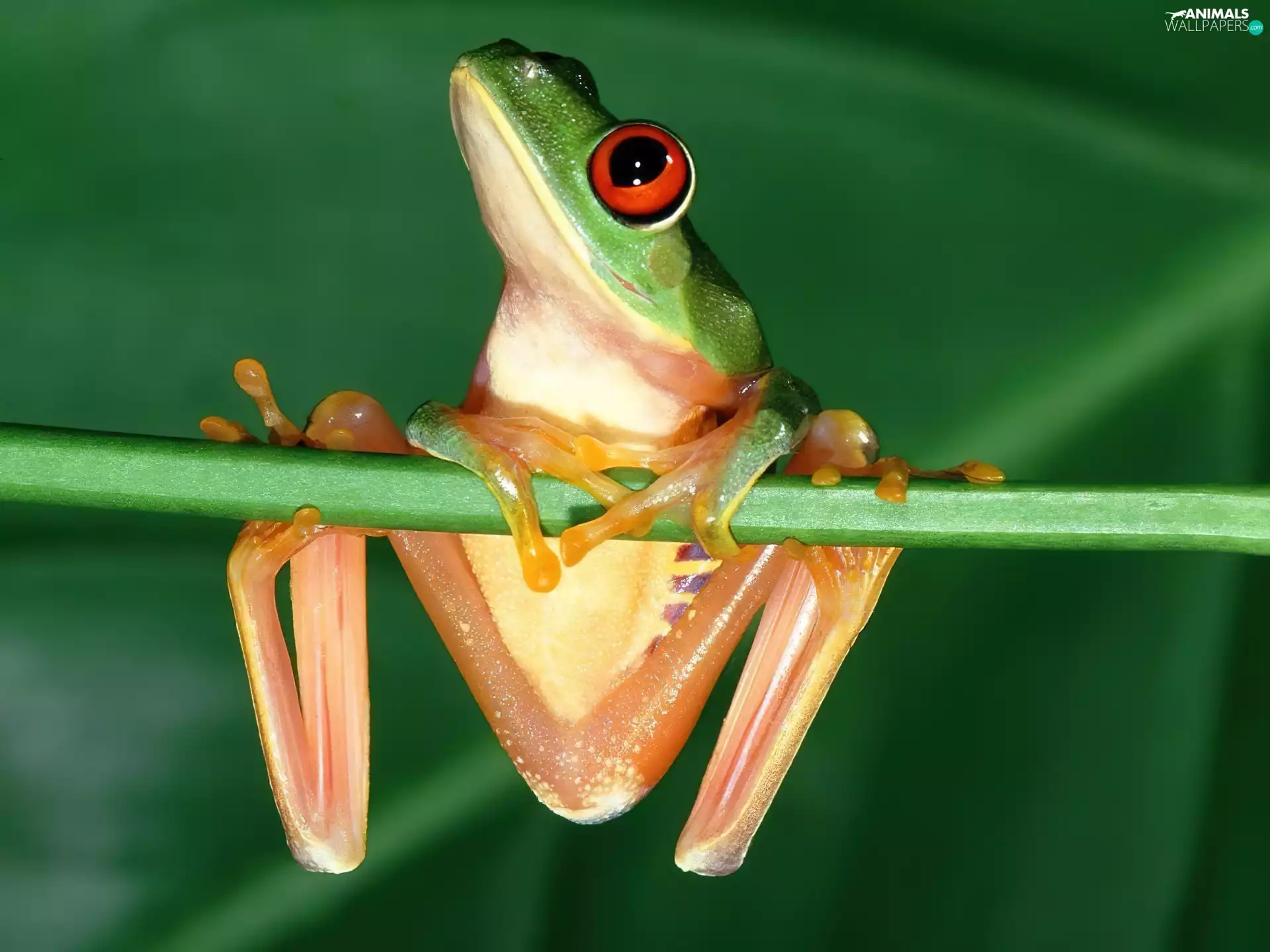 frog, Little one, frog