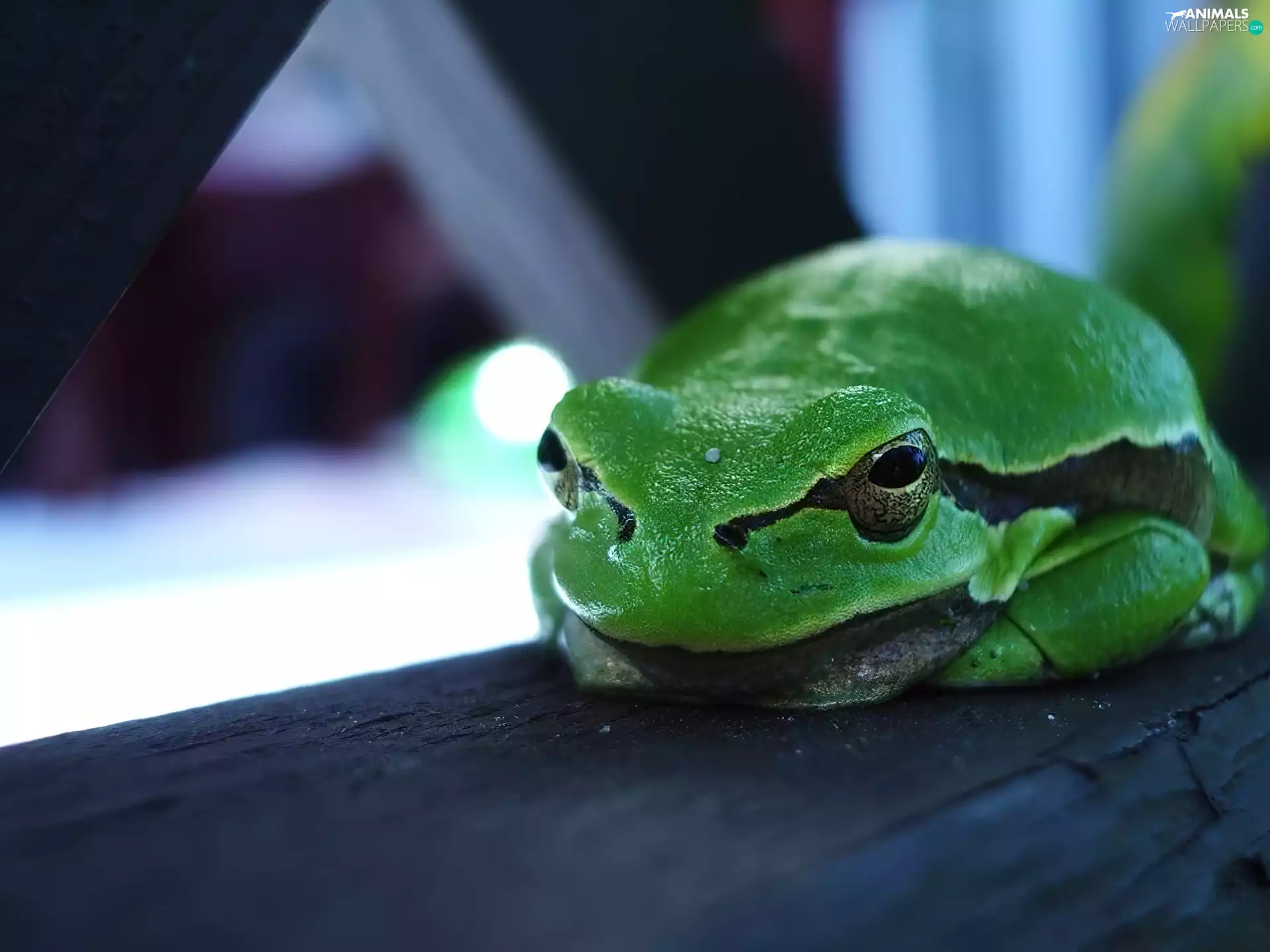 frog, Green, strange frog