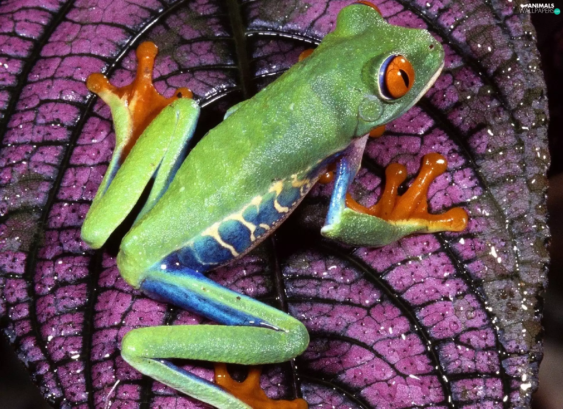 frog, Green, strange frog