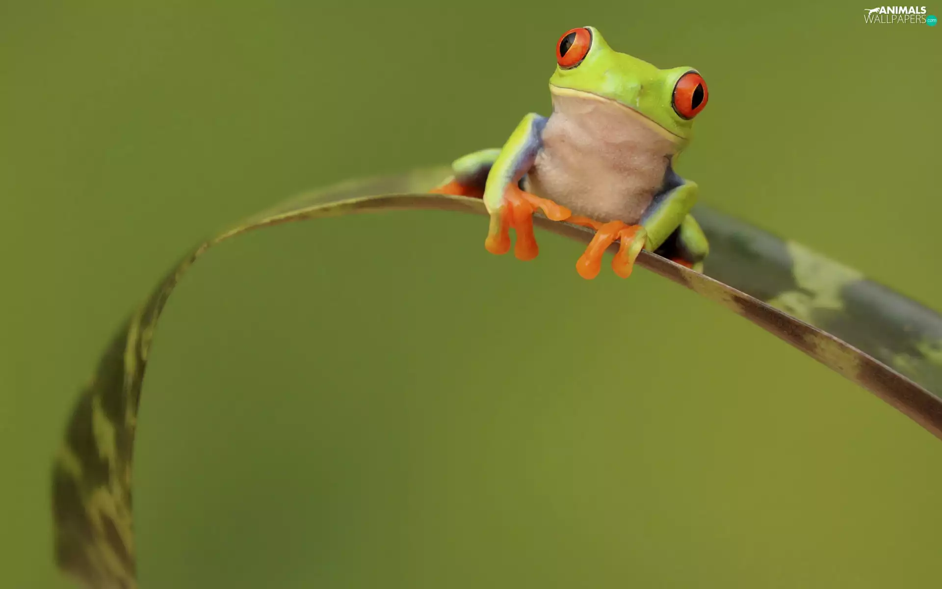 frog, Green, strange frog