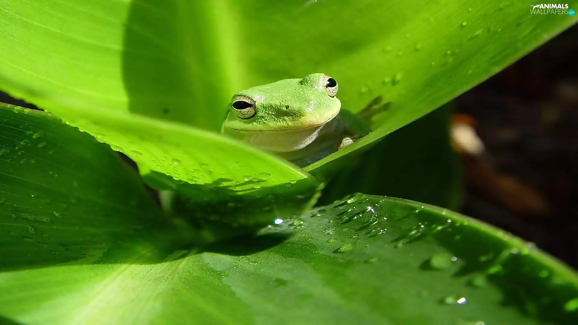 frog, Green, strange frog