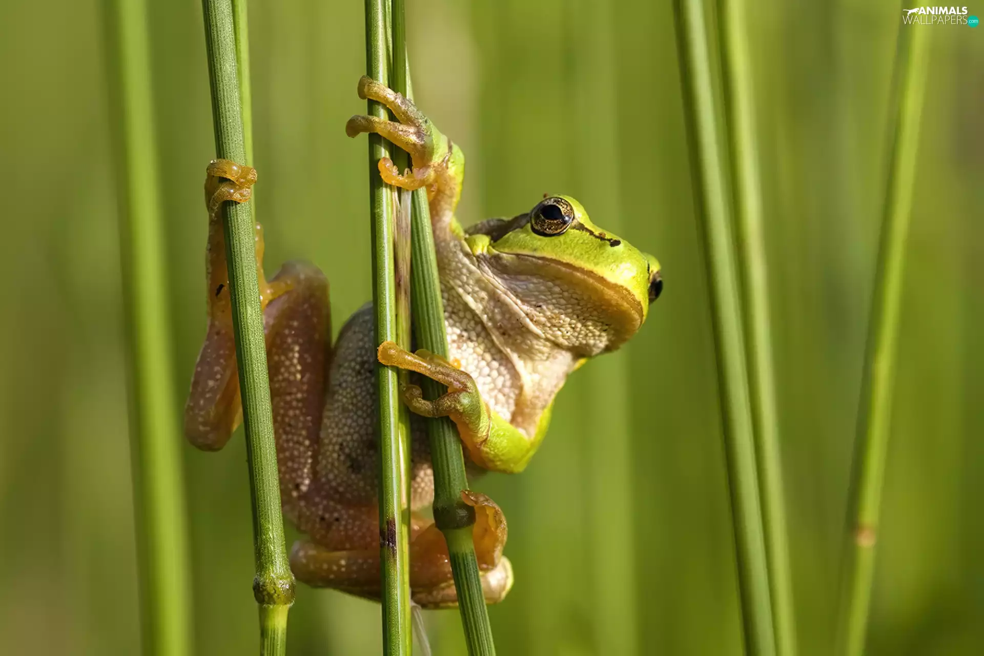 strange frog, frog, bamboo, wood