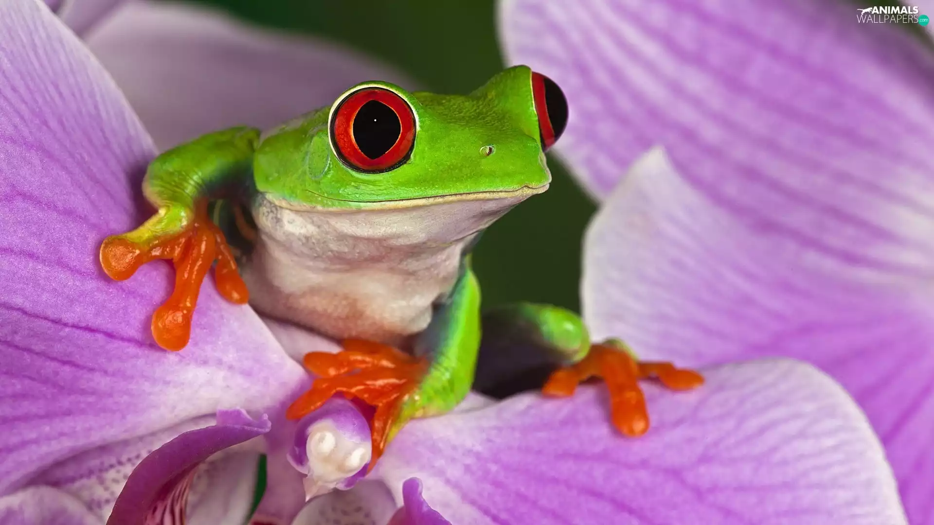 Violet, Colourfull Flowers, frog, frog, Green