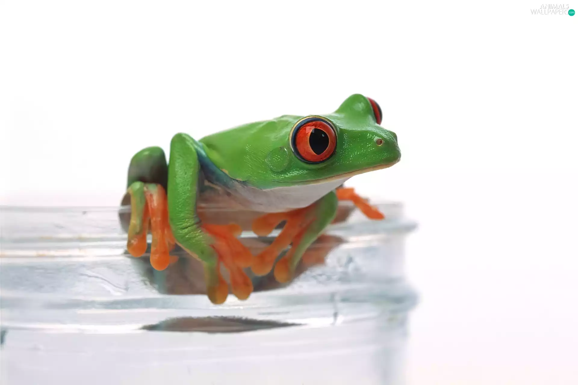 frog, jar