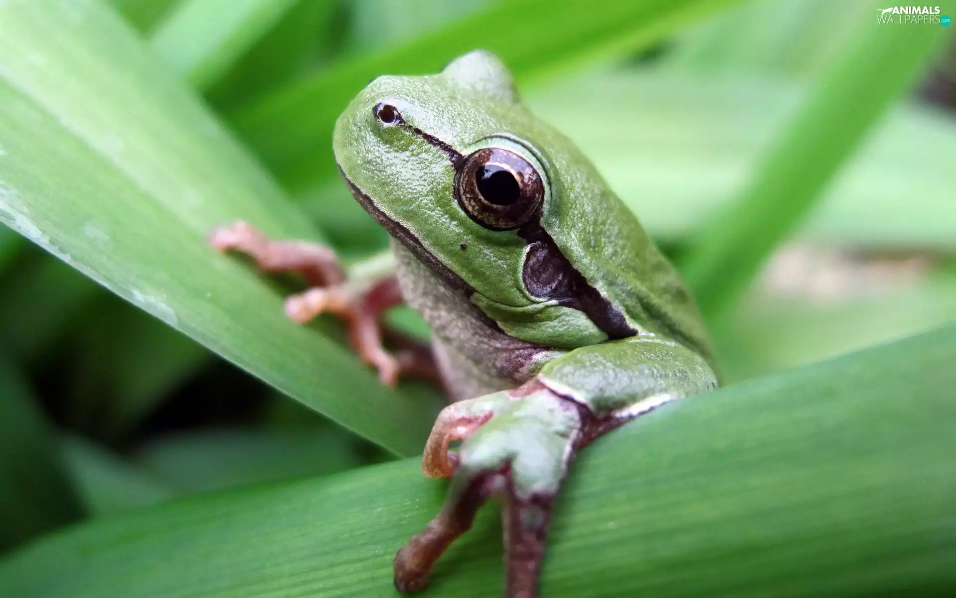 Green, frog, Leaf, strange frog