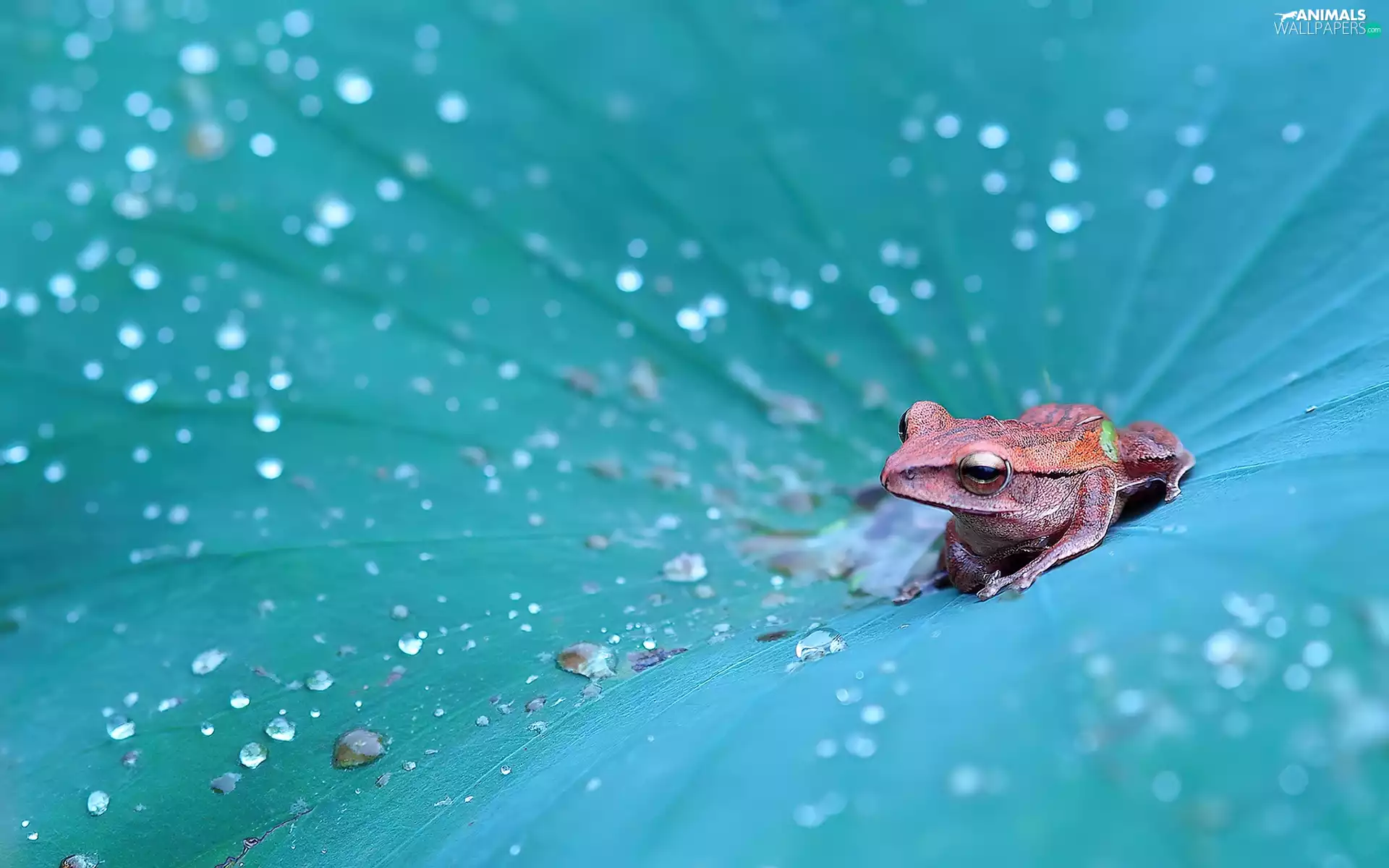 leaf, strange frog, frog