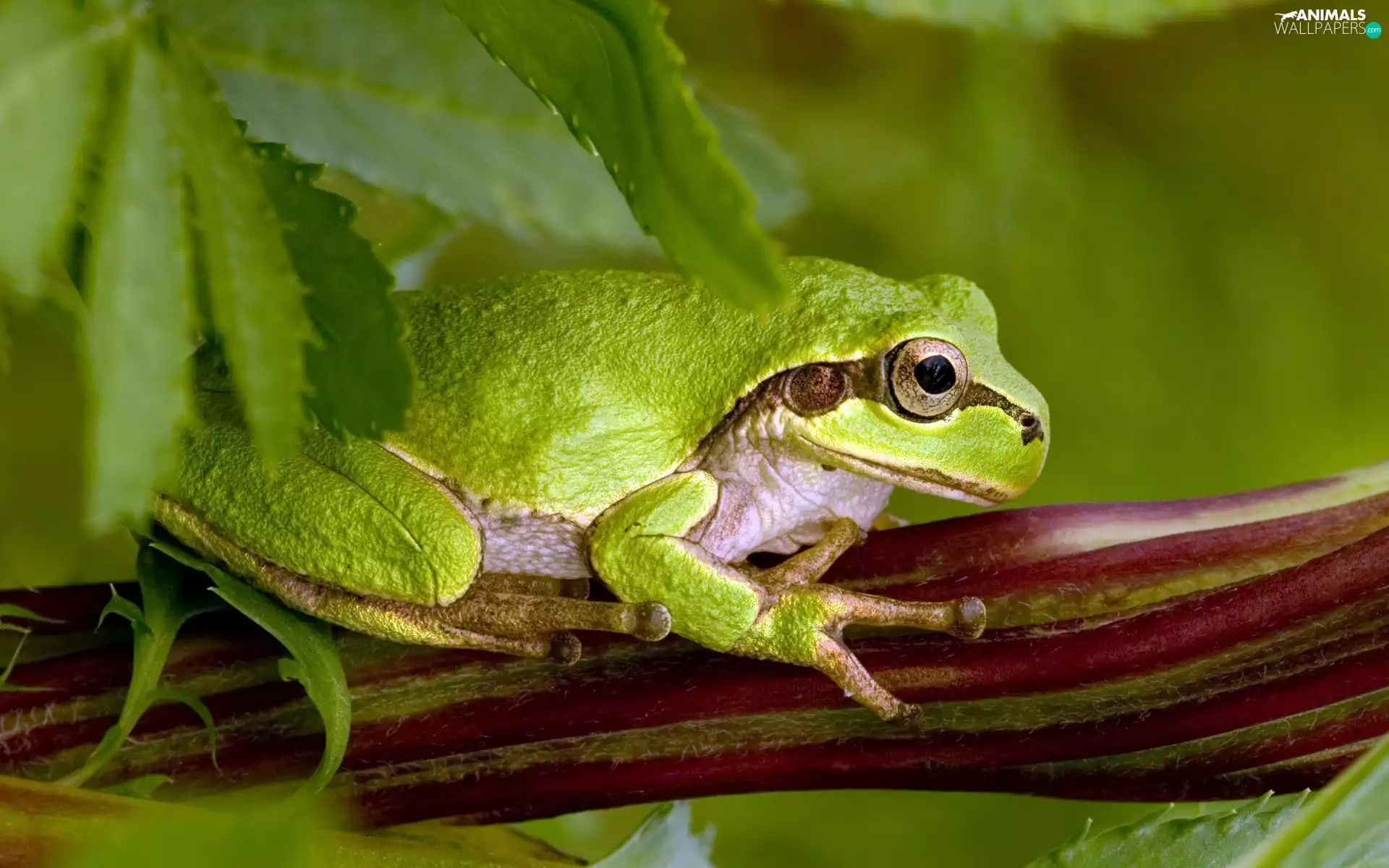 Leaf, Green, strange frog