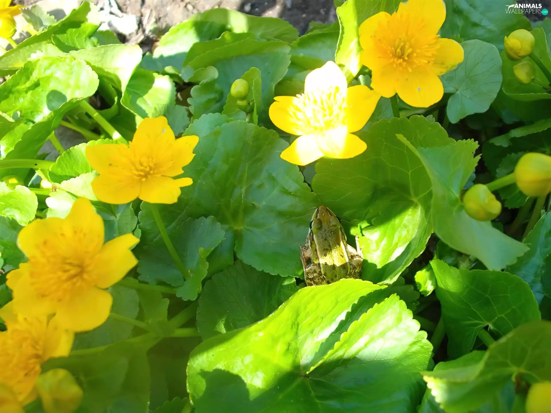 marigolds, Green, strange frog