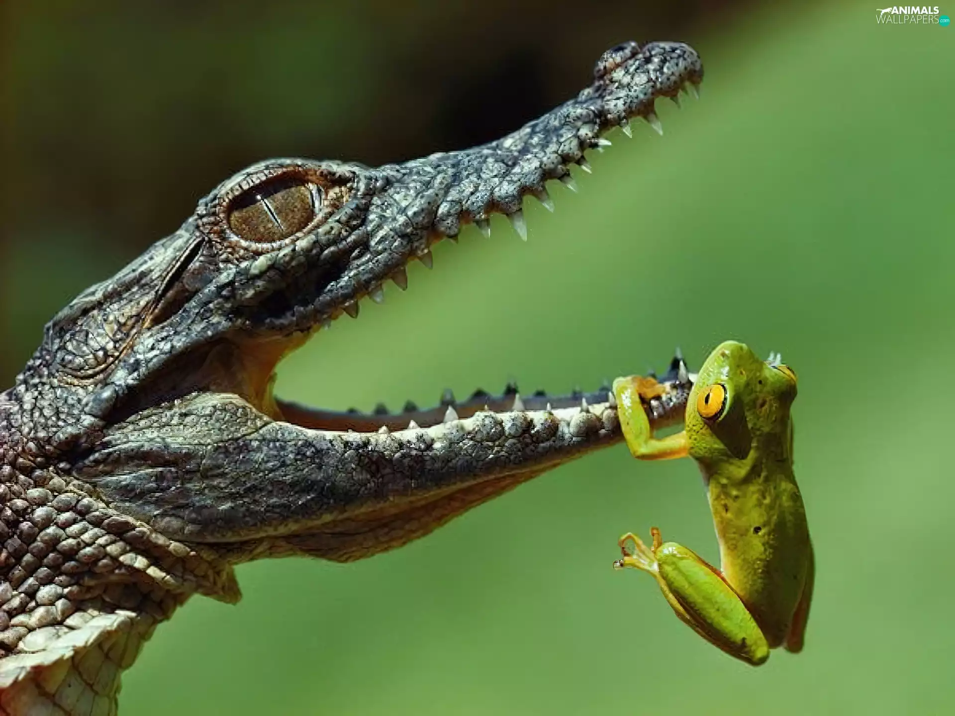 frog, Crocodile, mouth