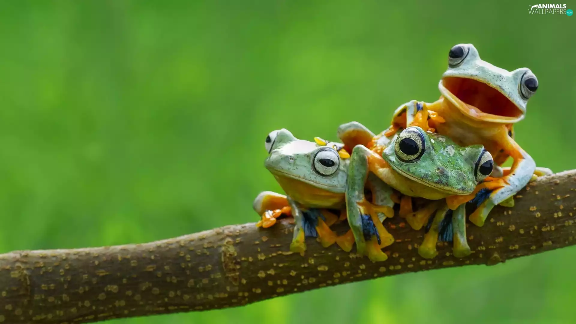 Three, Frogs, Tree Frog, green ones
