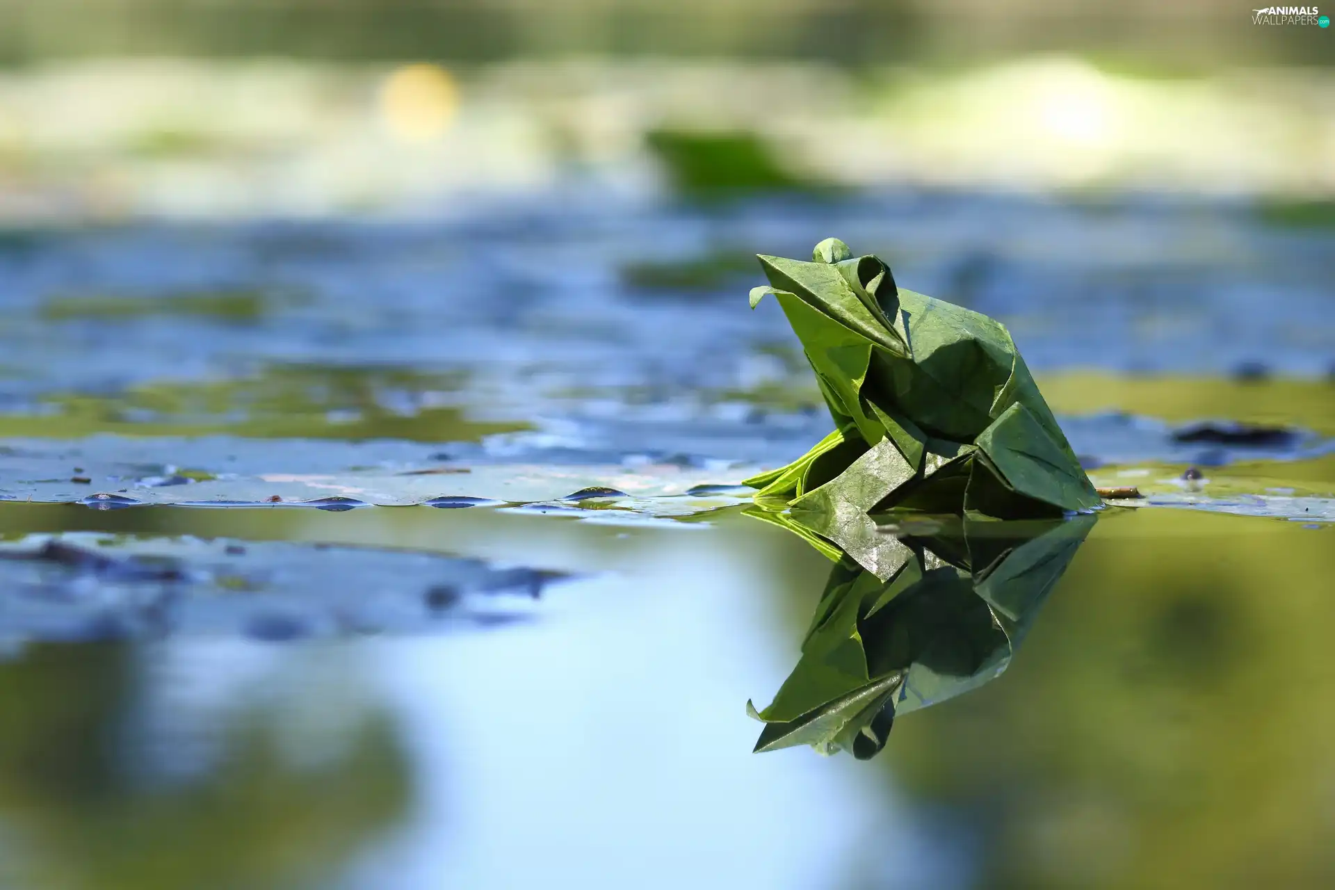 Origami, water, strange frog