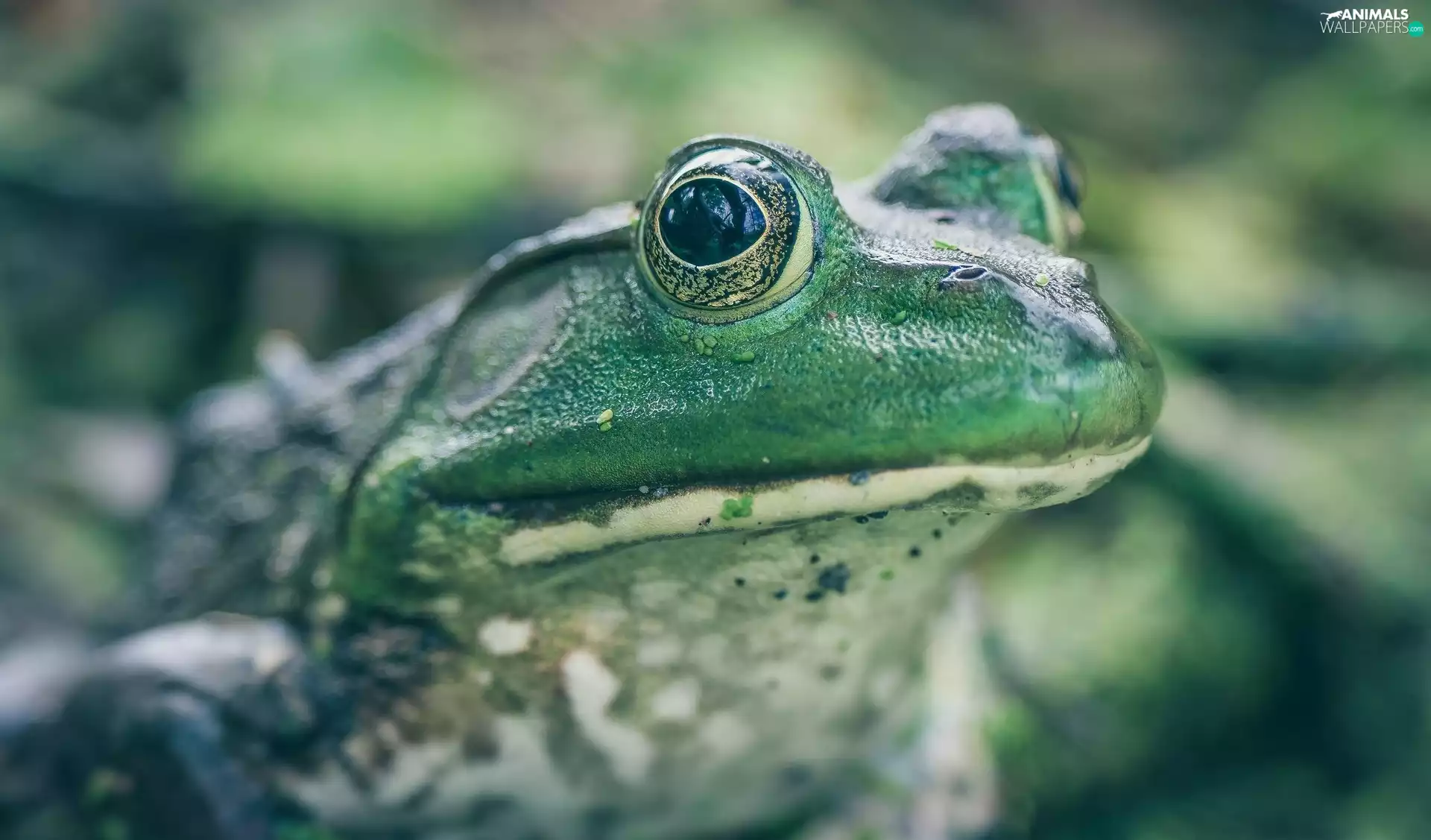 rapprochement, Green, strange frog