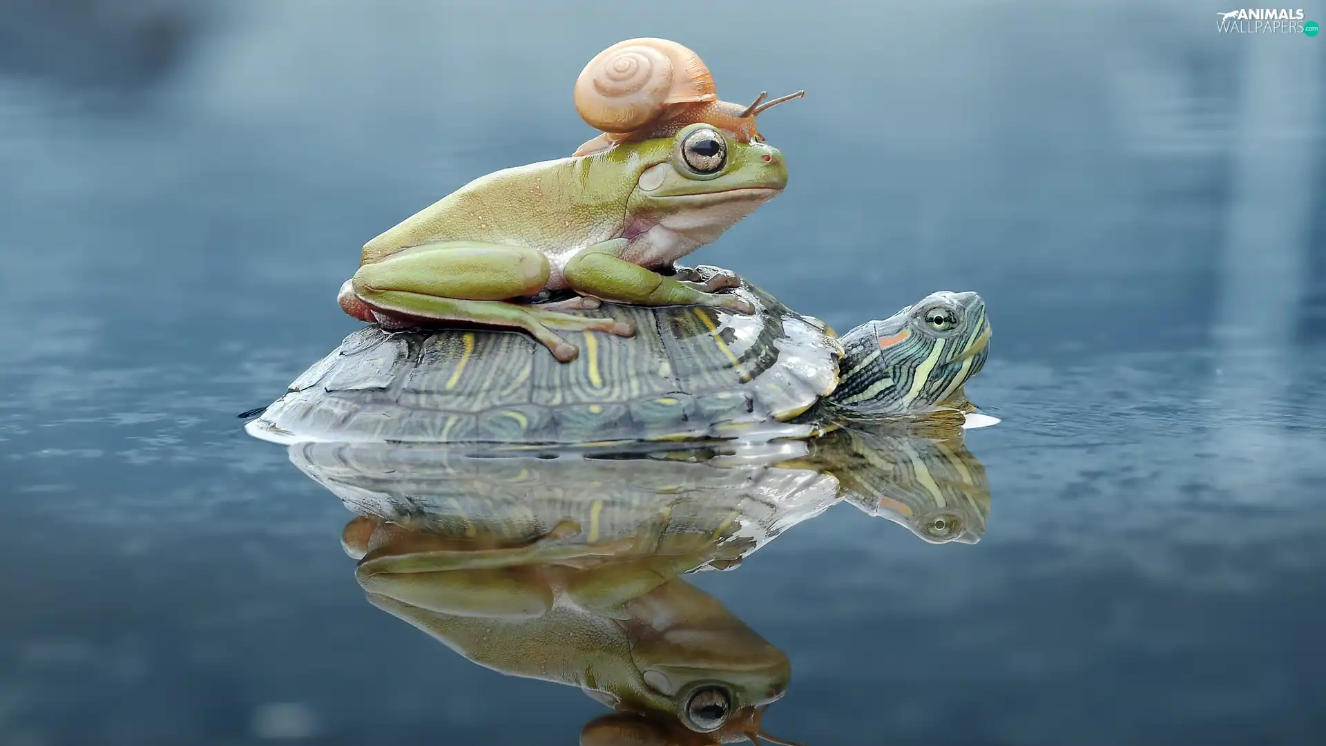 snail, turtle, strange frog