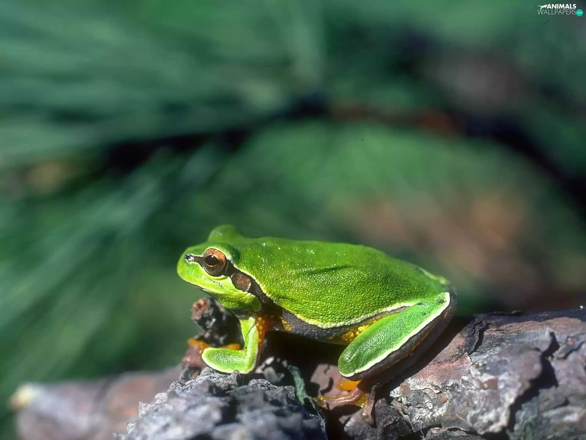 Stone, Green, strange frog