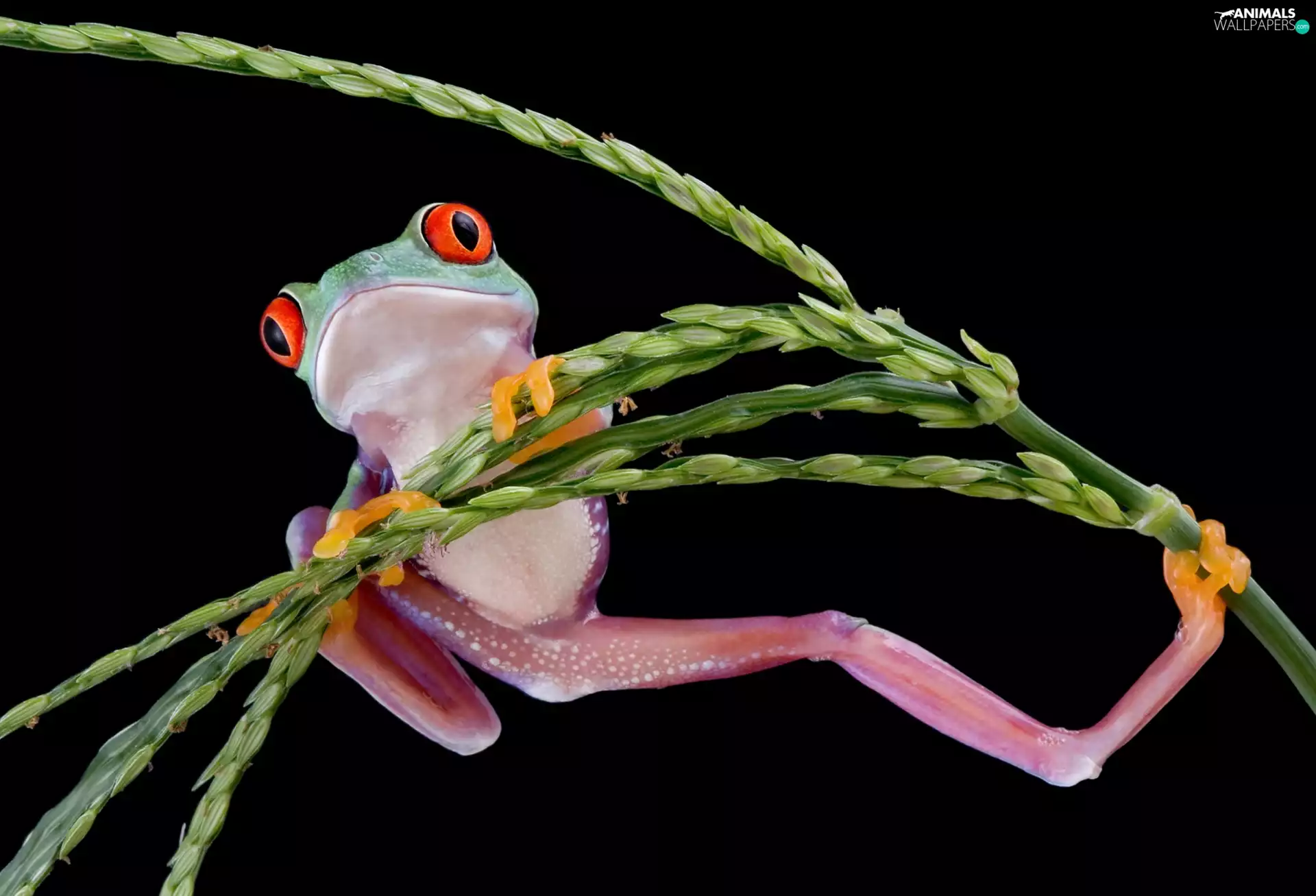 The herb, strange frog, Red eyed tree frog
