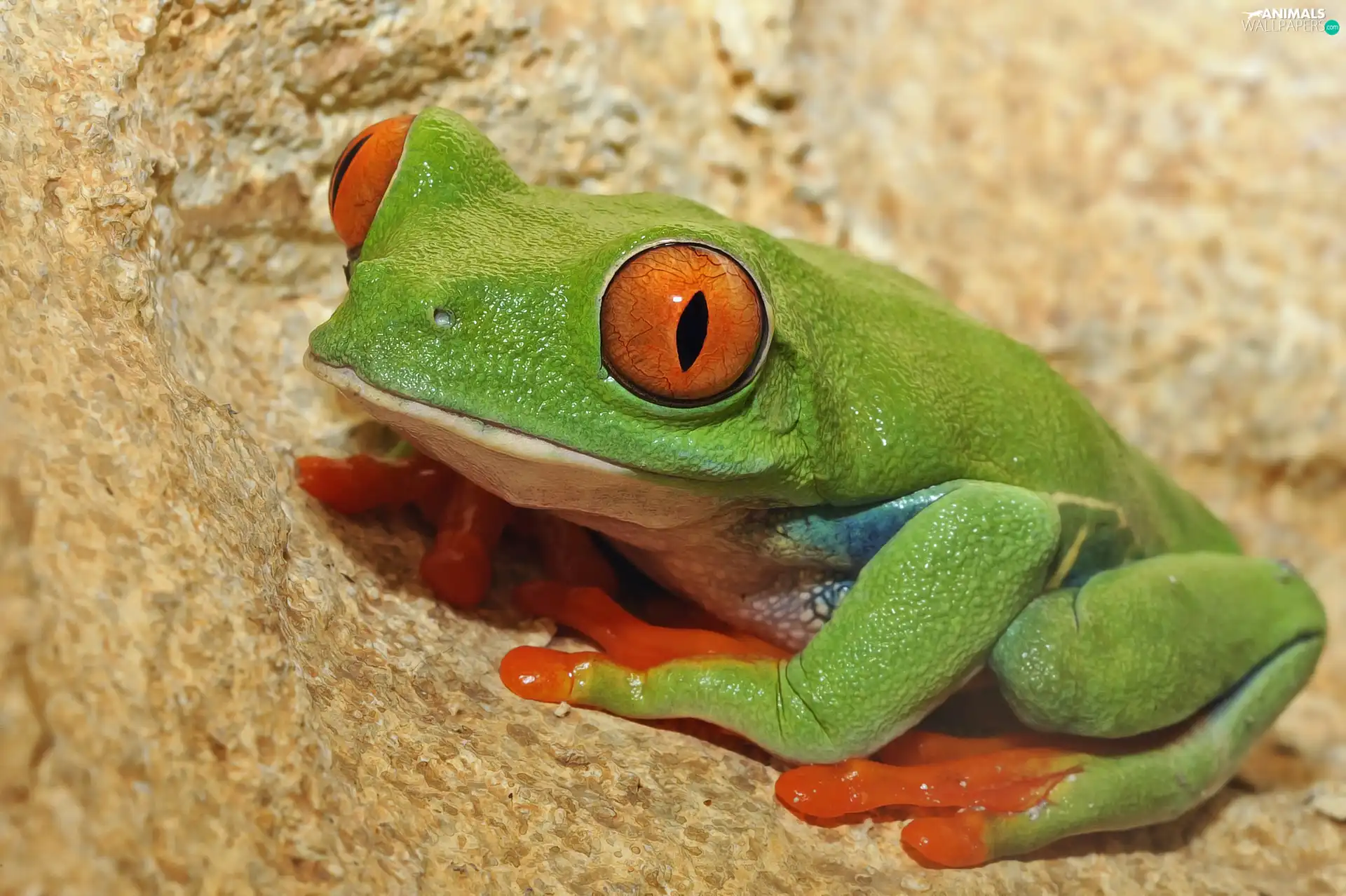 Red eyed tree frog, Green, strange frog