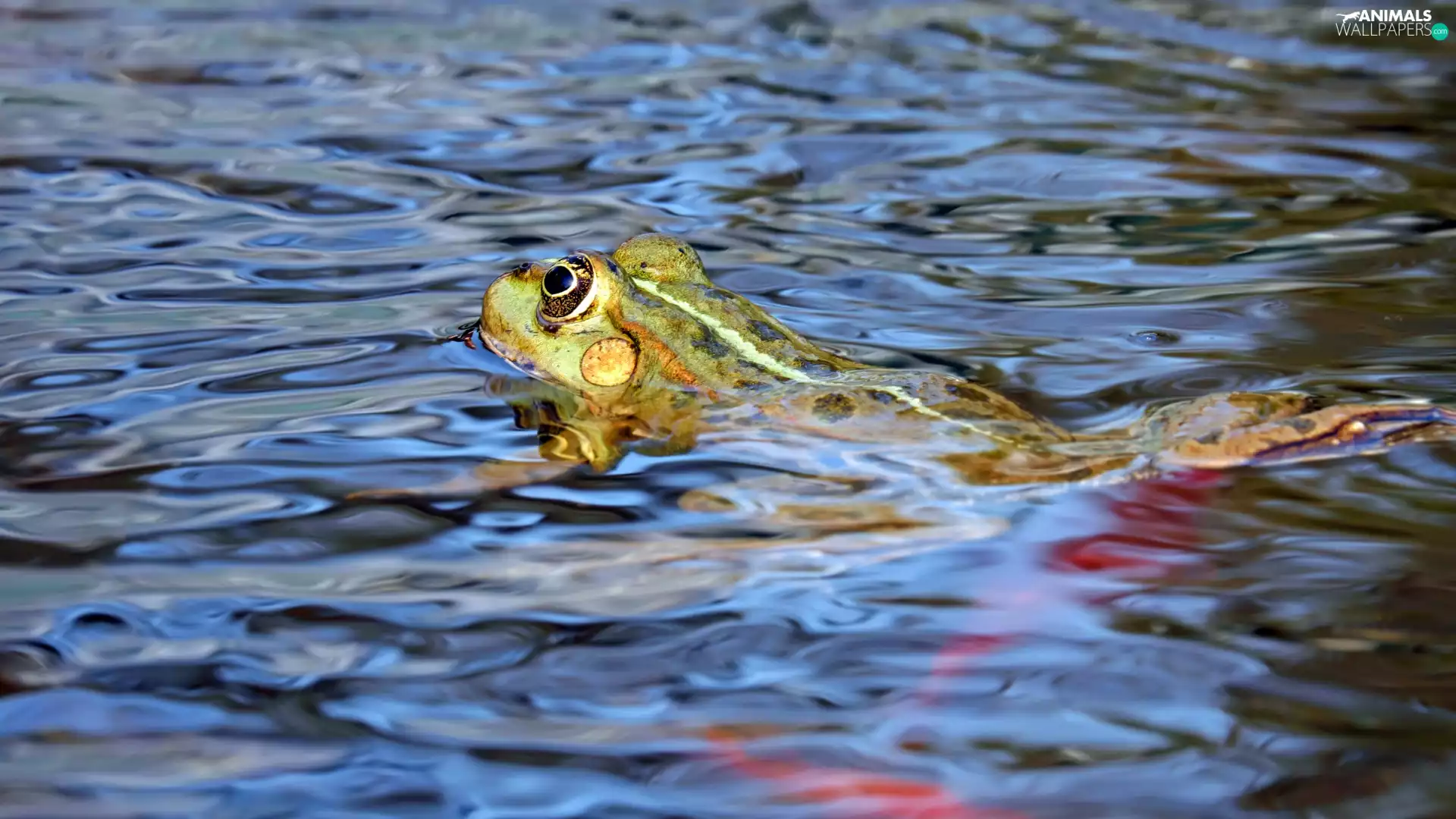 water, Floating, Pool Frog
