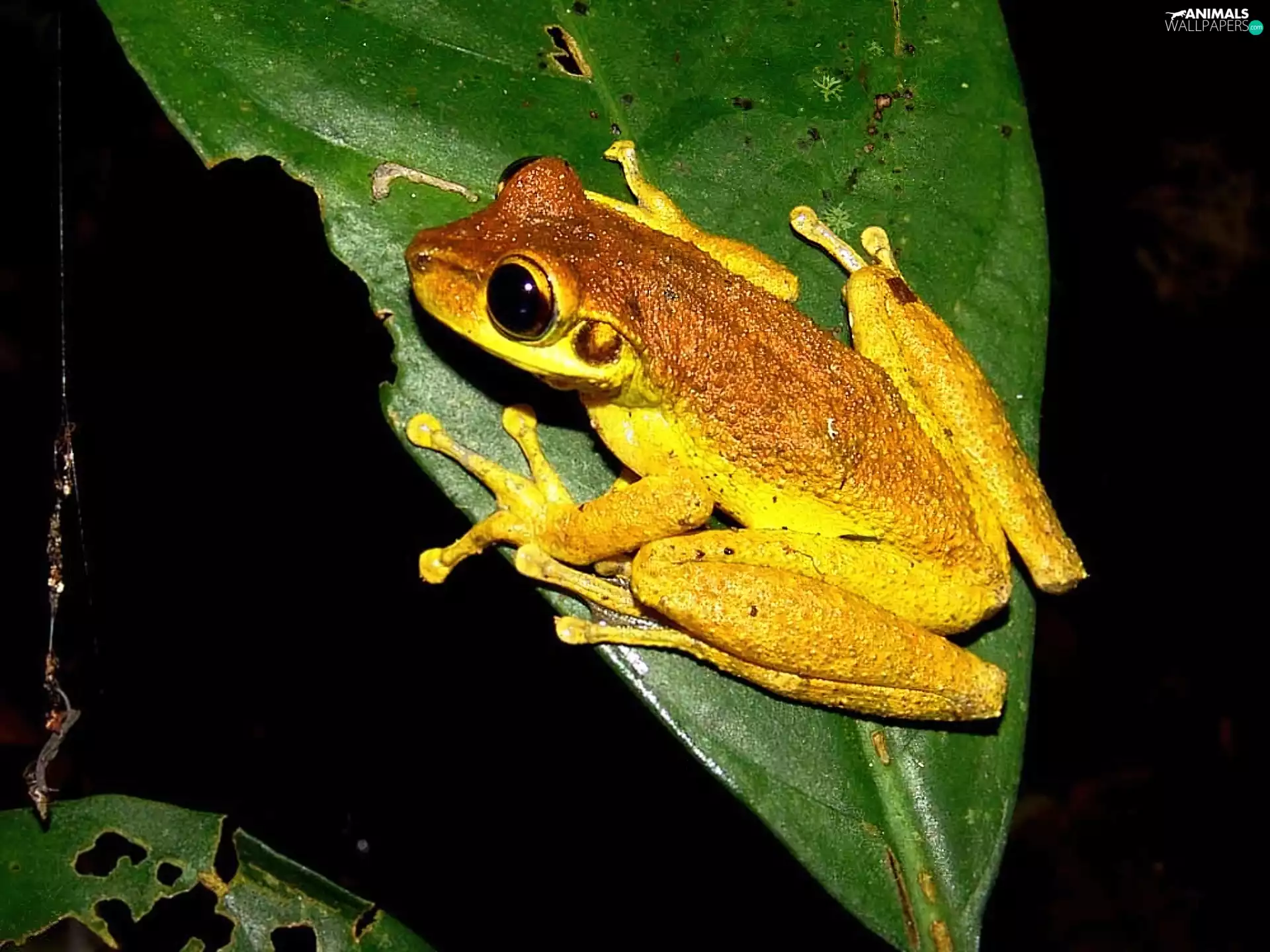 Yellow Honda, strange frog