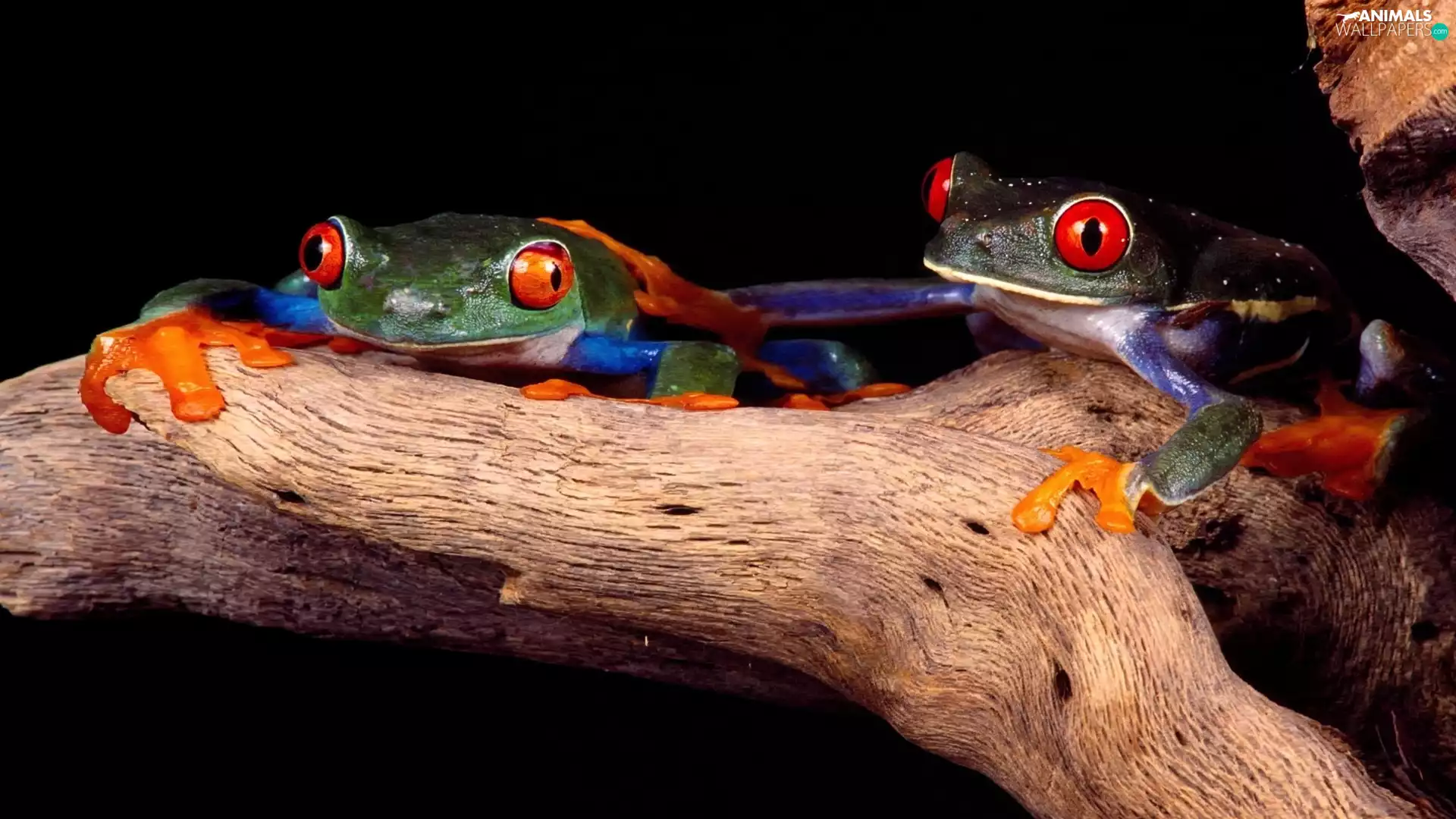 frogs, Two, color