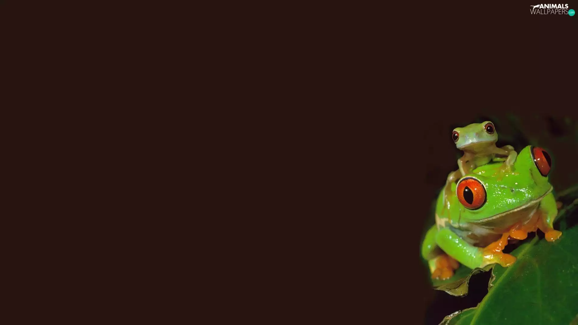 frogs, green ones, Frogs