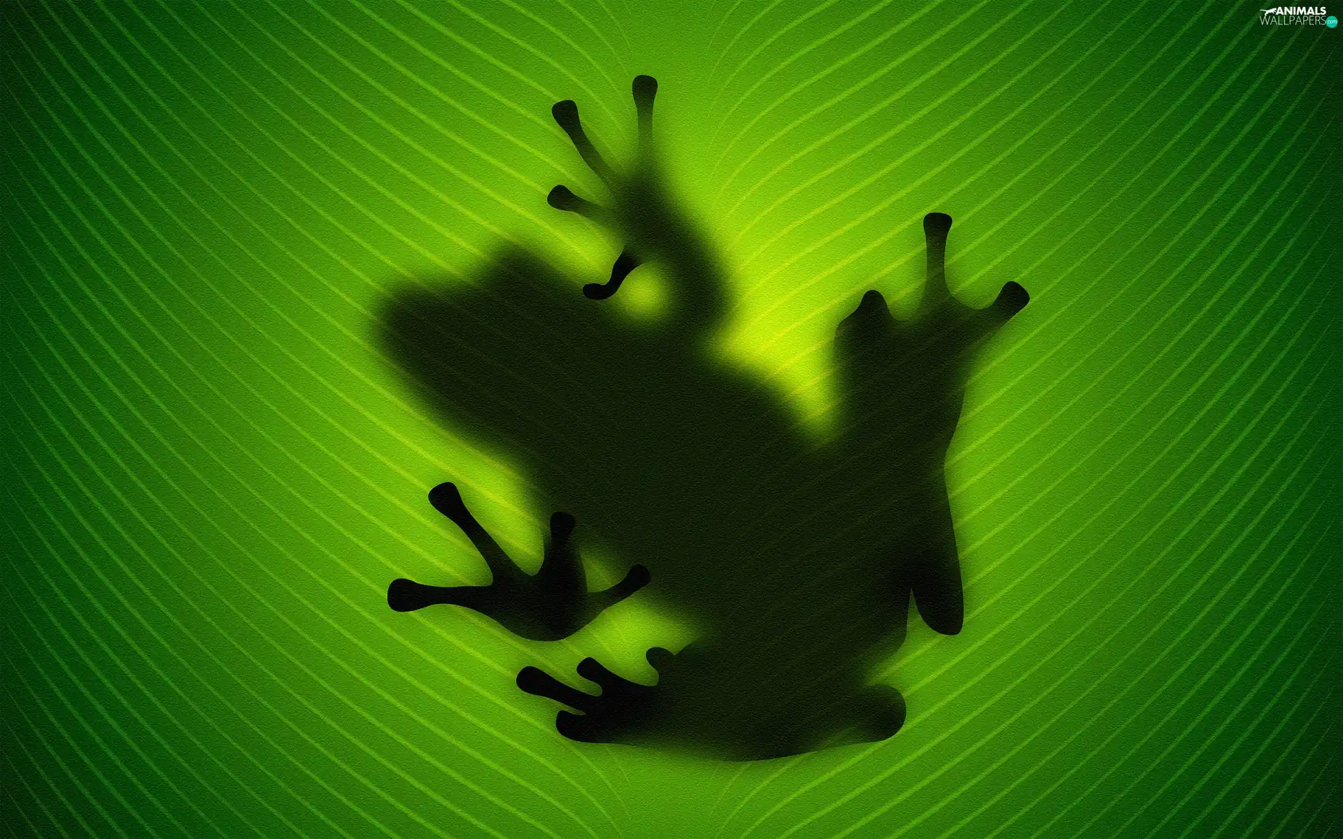shadow, Frogs