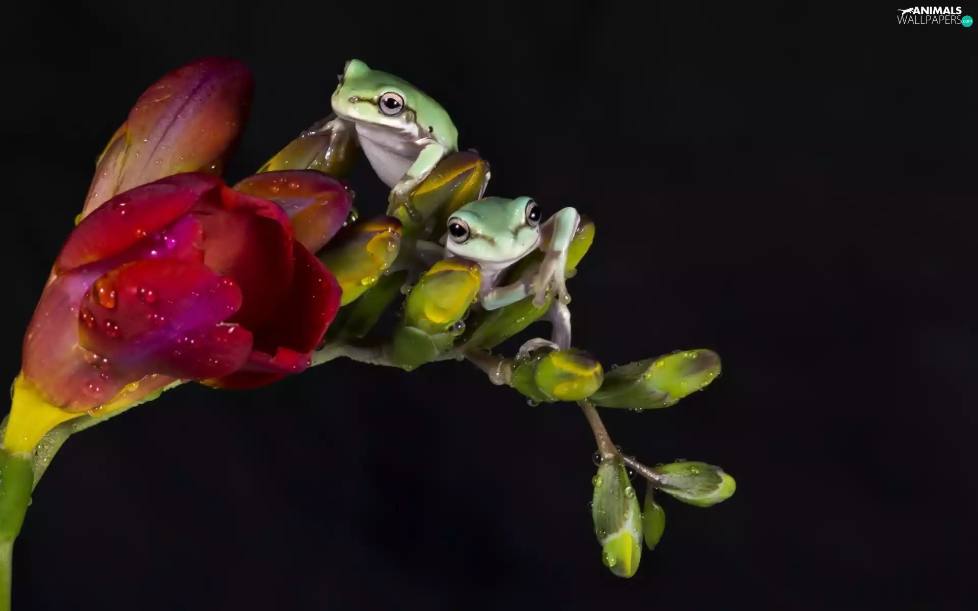 Tree Frog, Two, donuts, dew, Colourfull Flowers, frogs