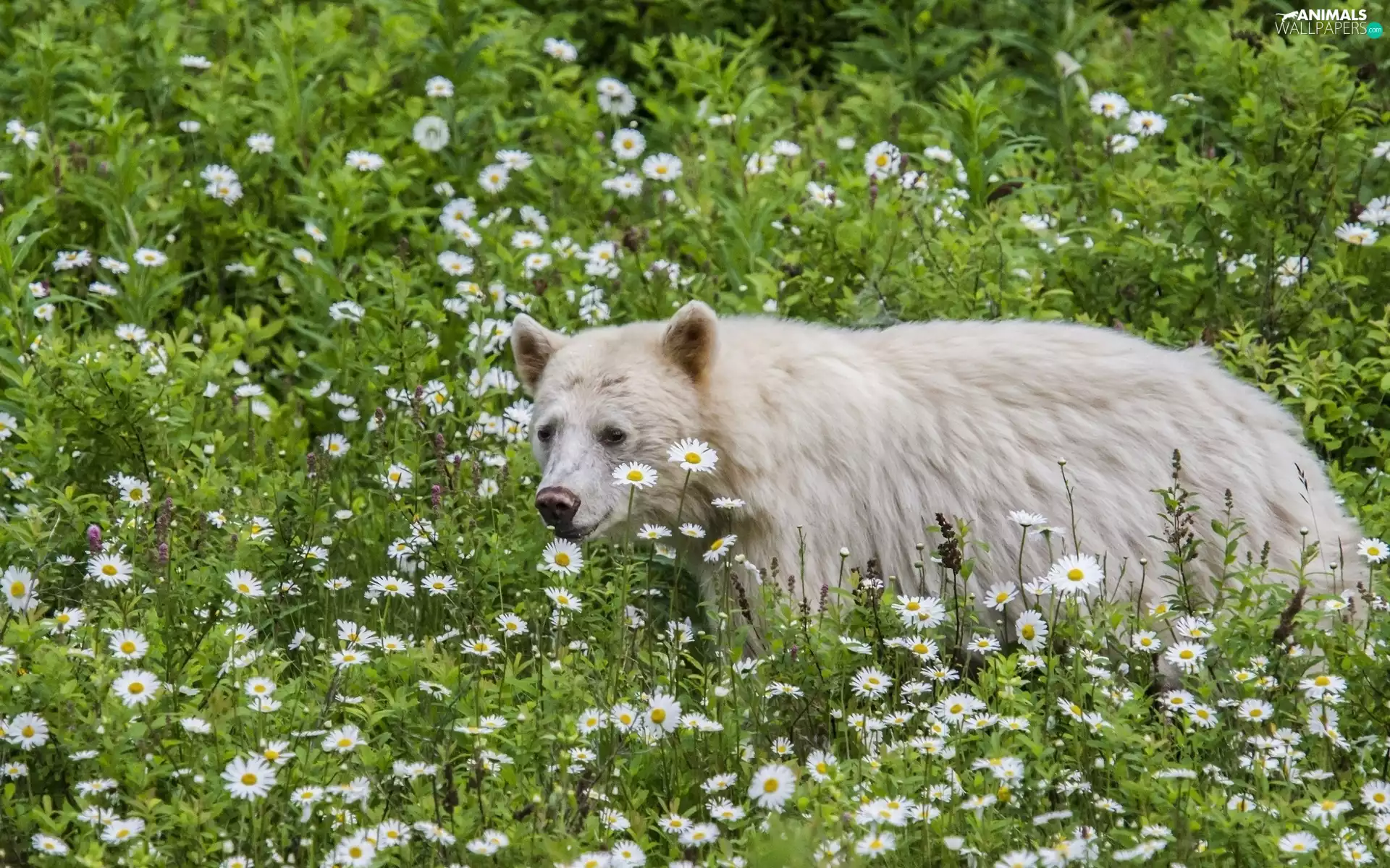 Meadow, Flowers Bears, From Colombia, British, bear