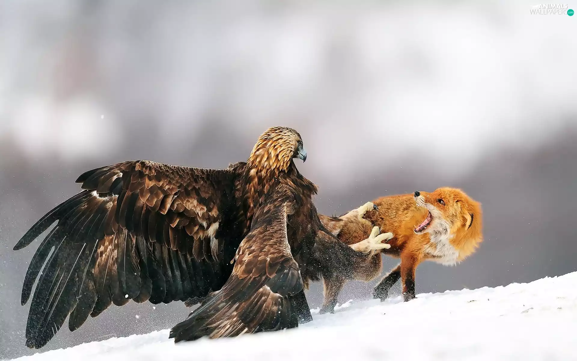 snow, Fox, Eagle Front