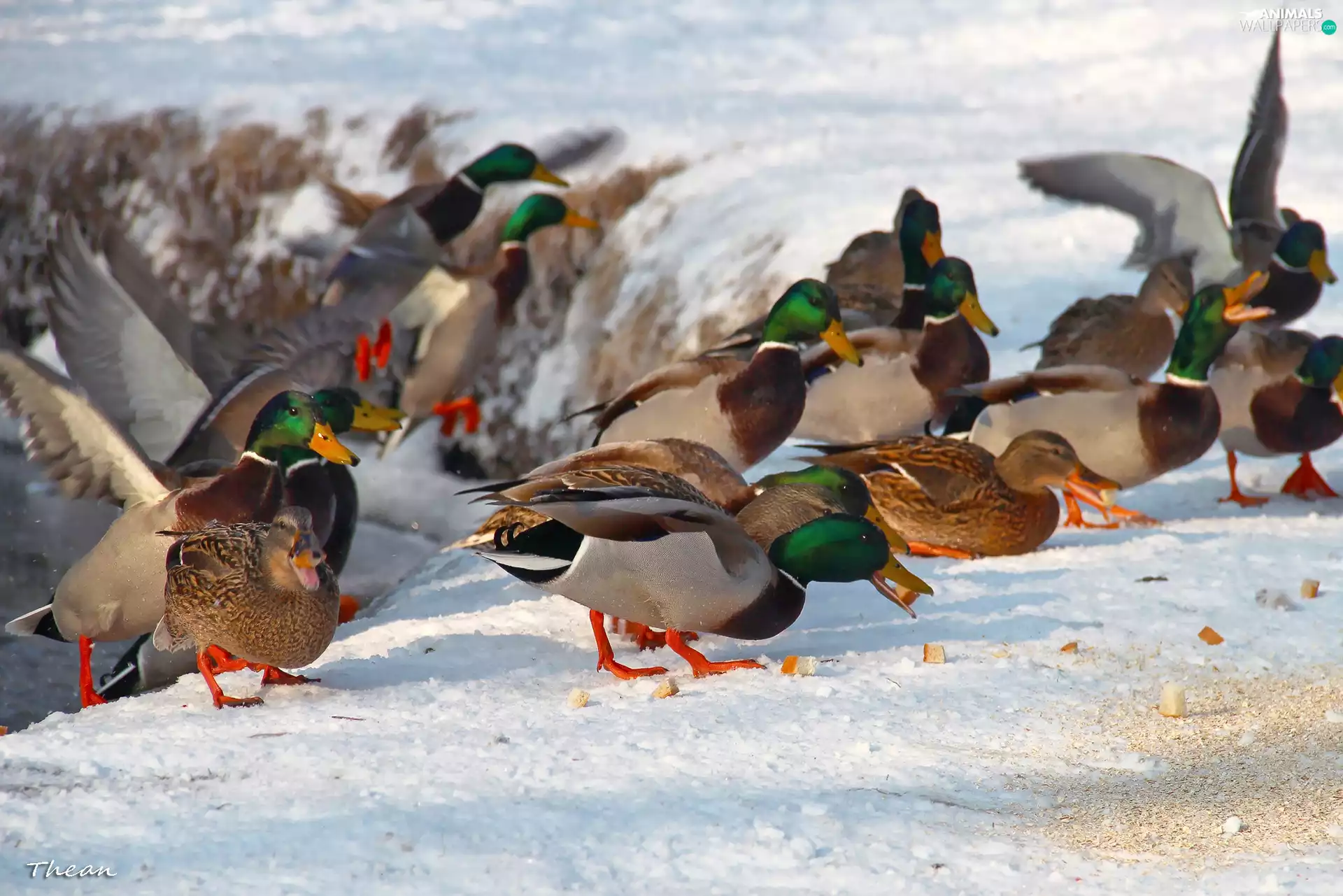 winter, Frost, Crosswords, snow, ducks